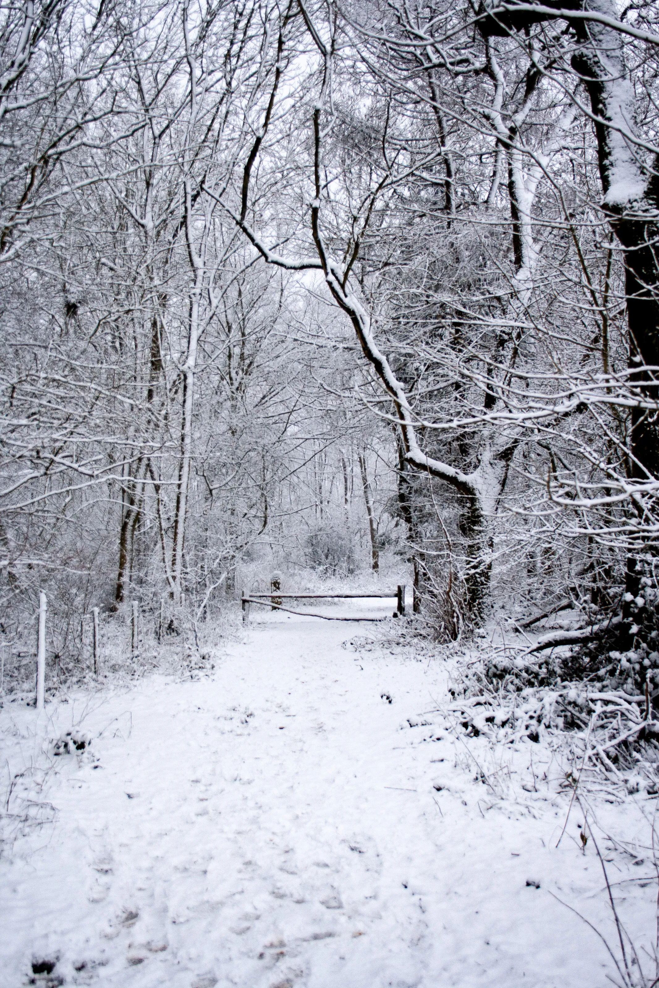 Snowy Path