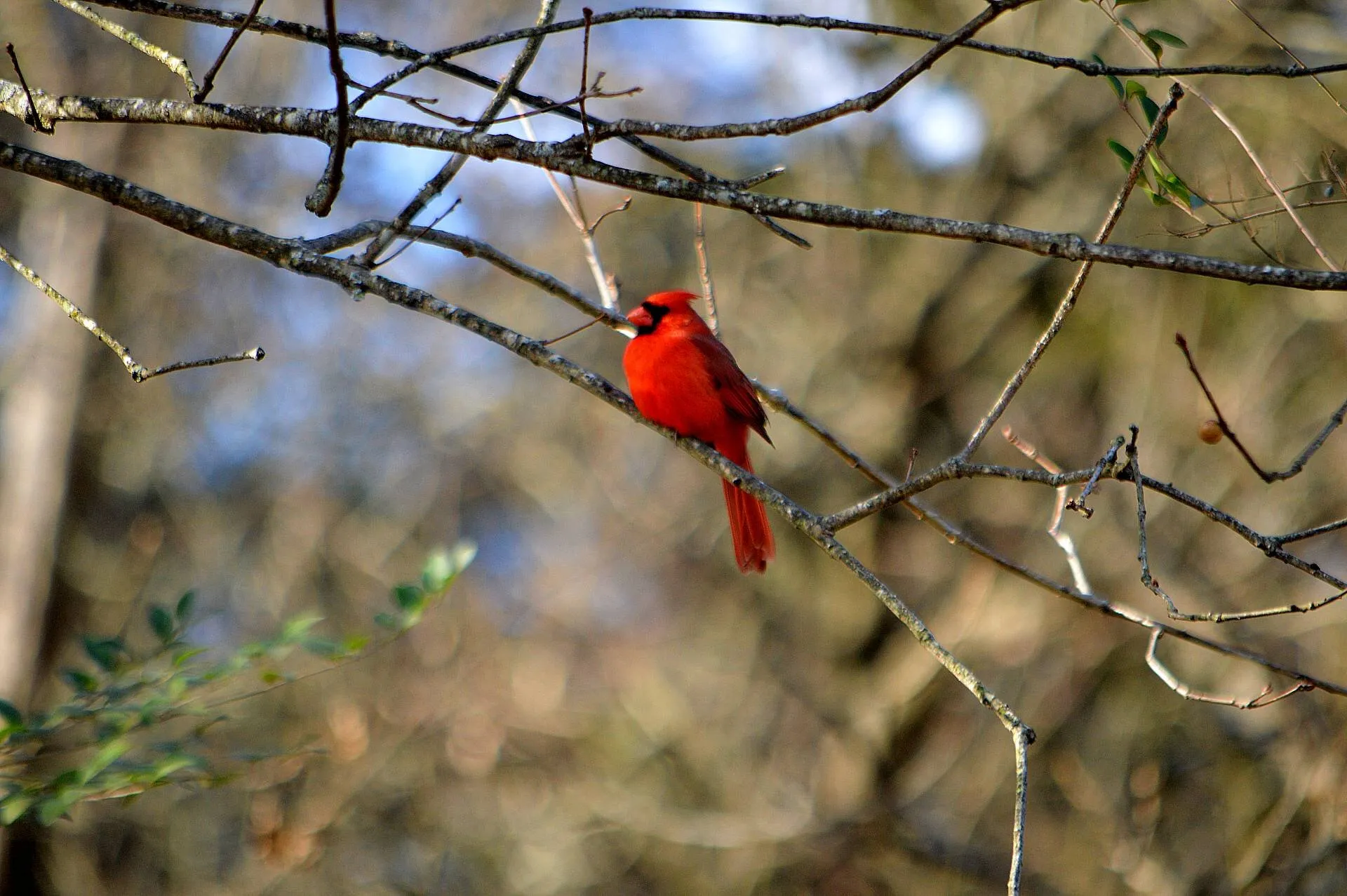 Our little birdie