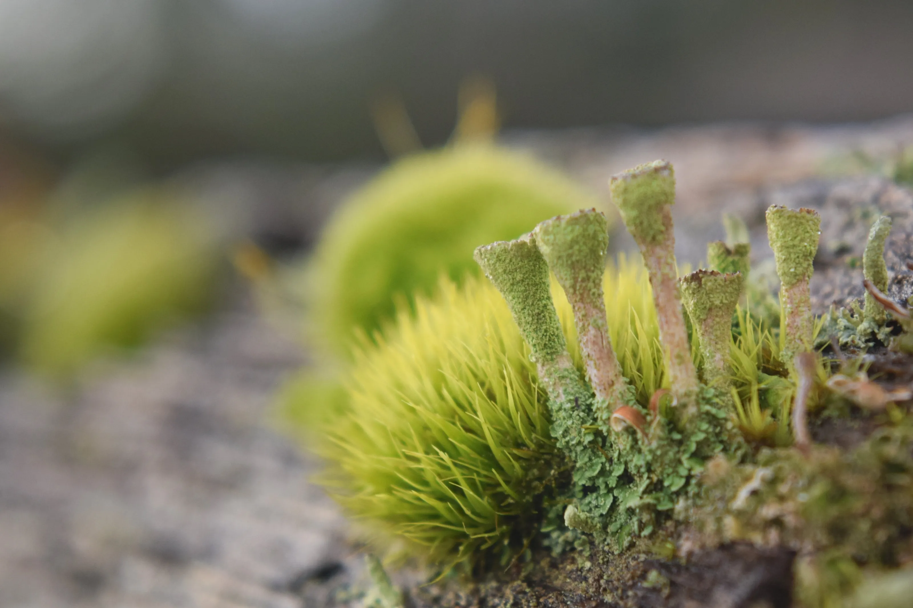 Mysterious Mosses