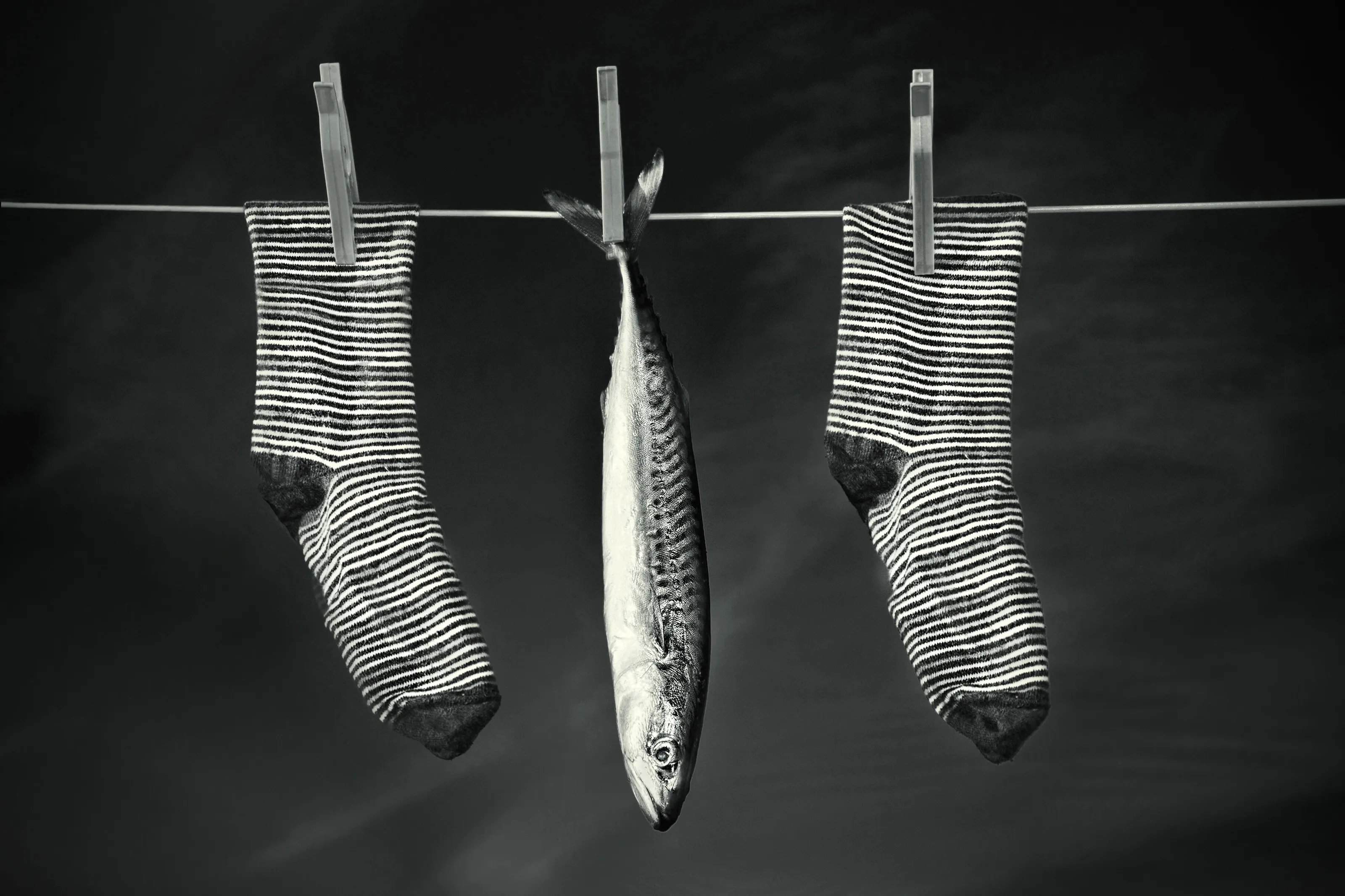 fishing line