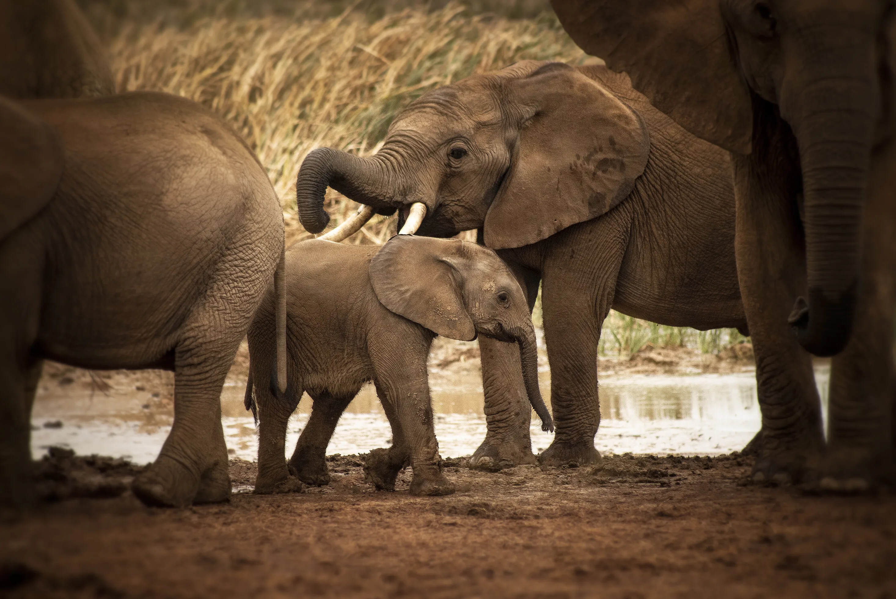 An Elephant Never Forgets
