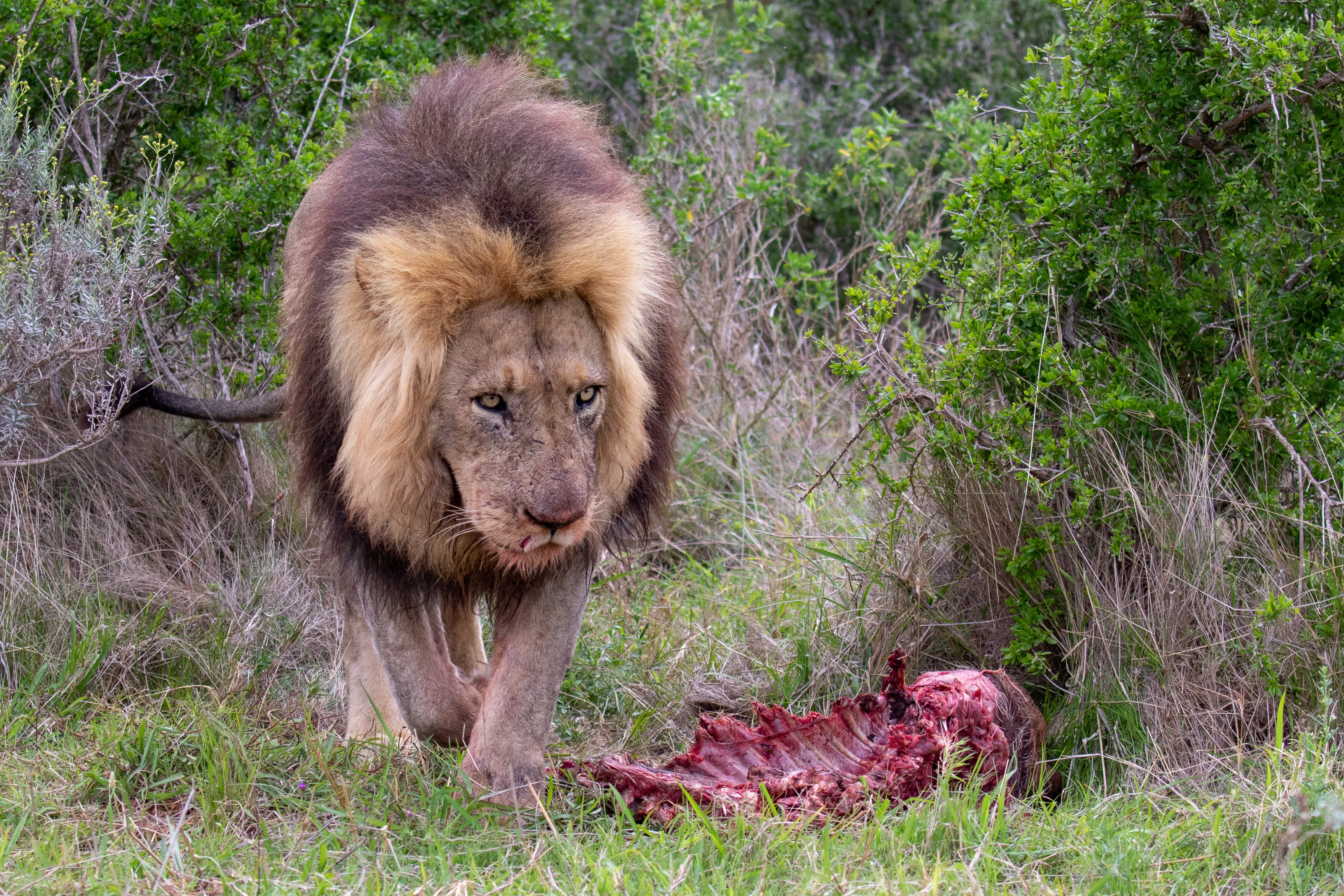 Lion with kill