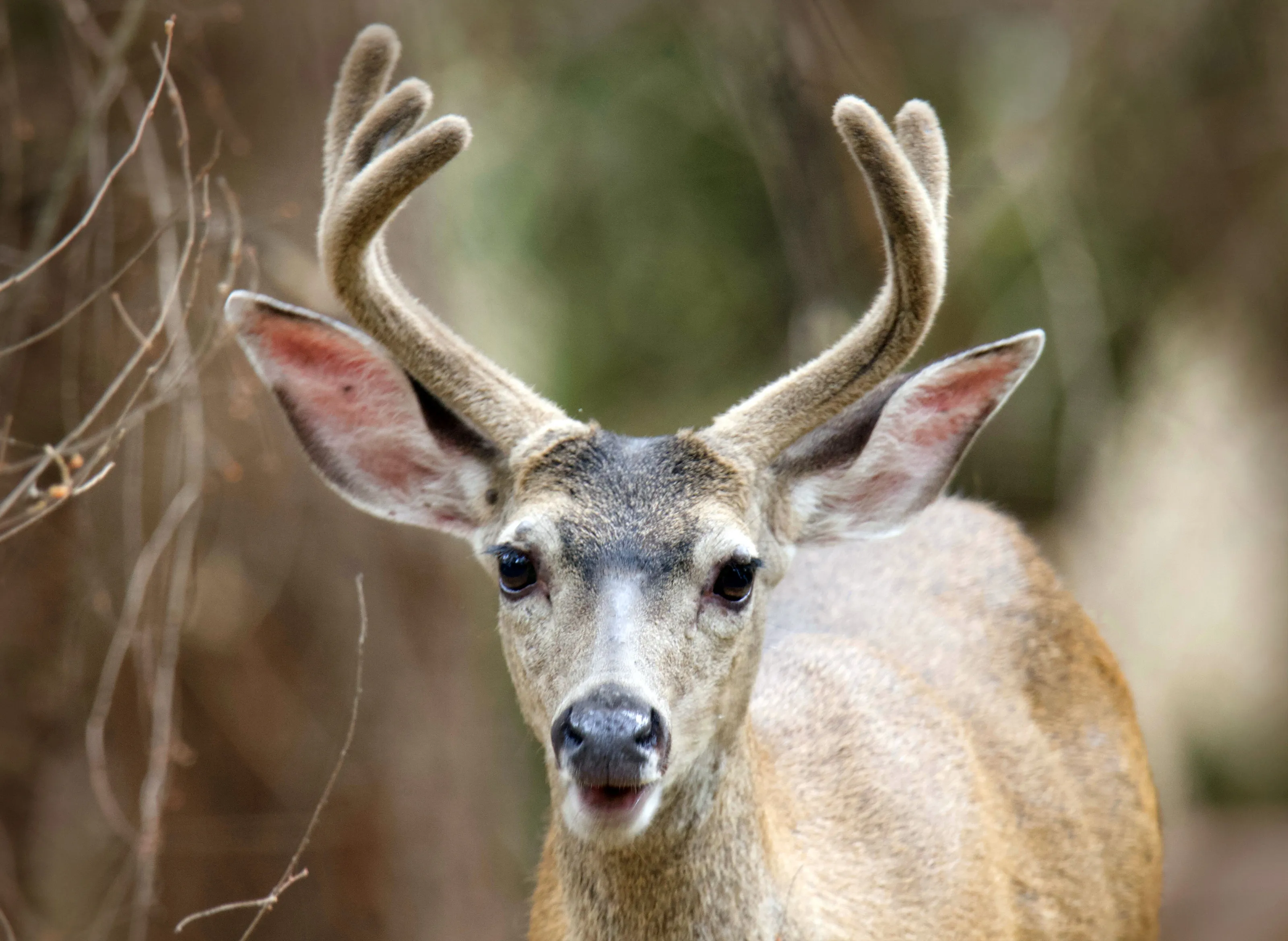 Deer - Shiloh Regional park California