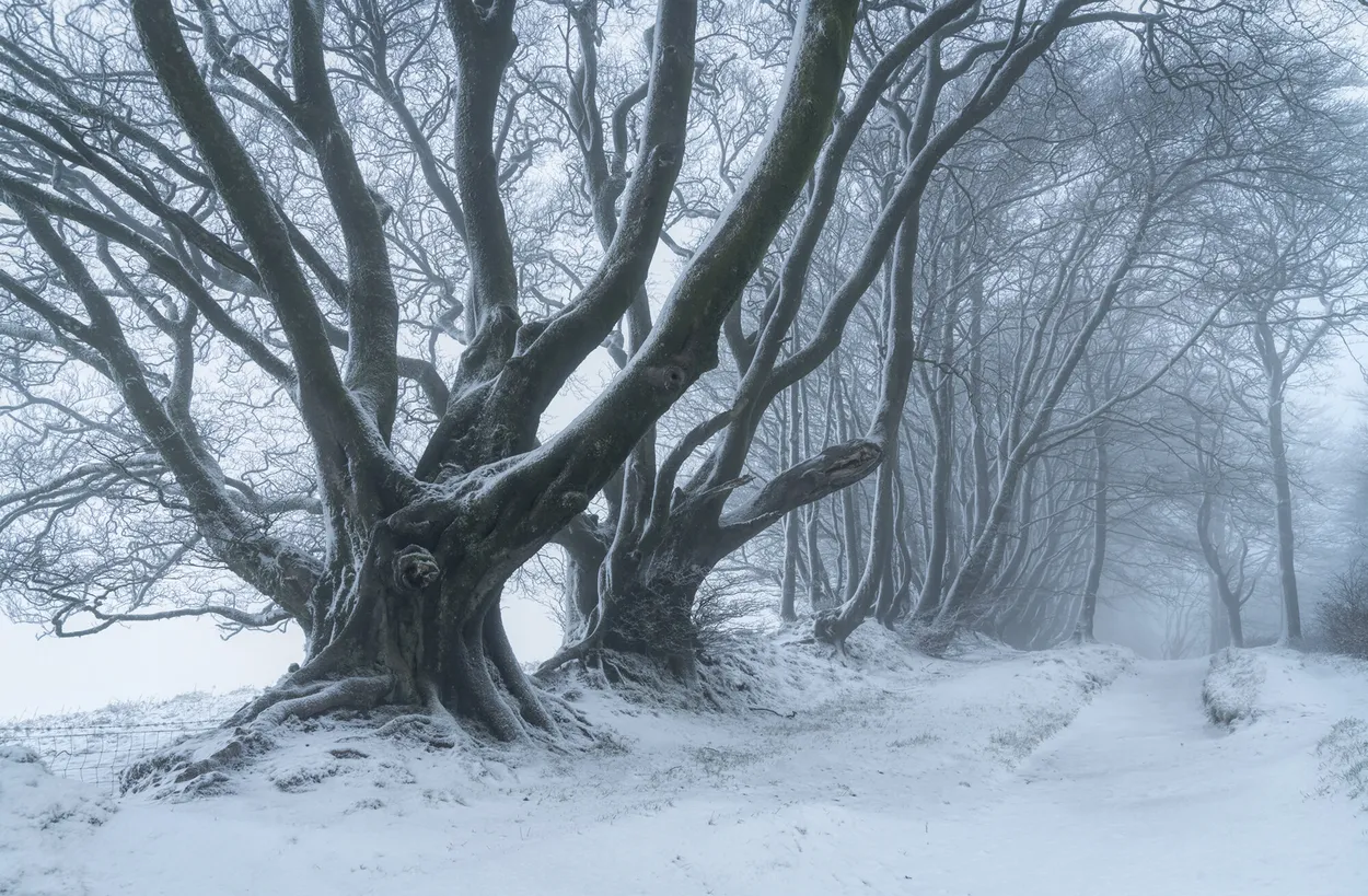 Entry 8575139