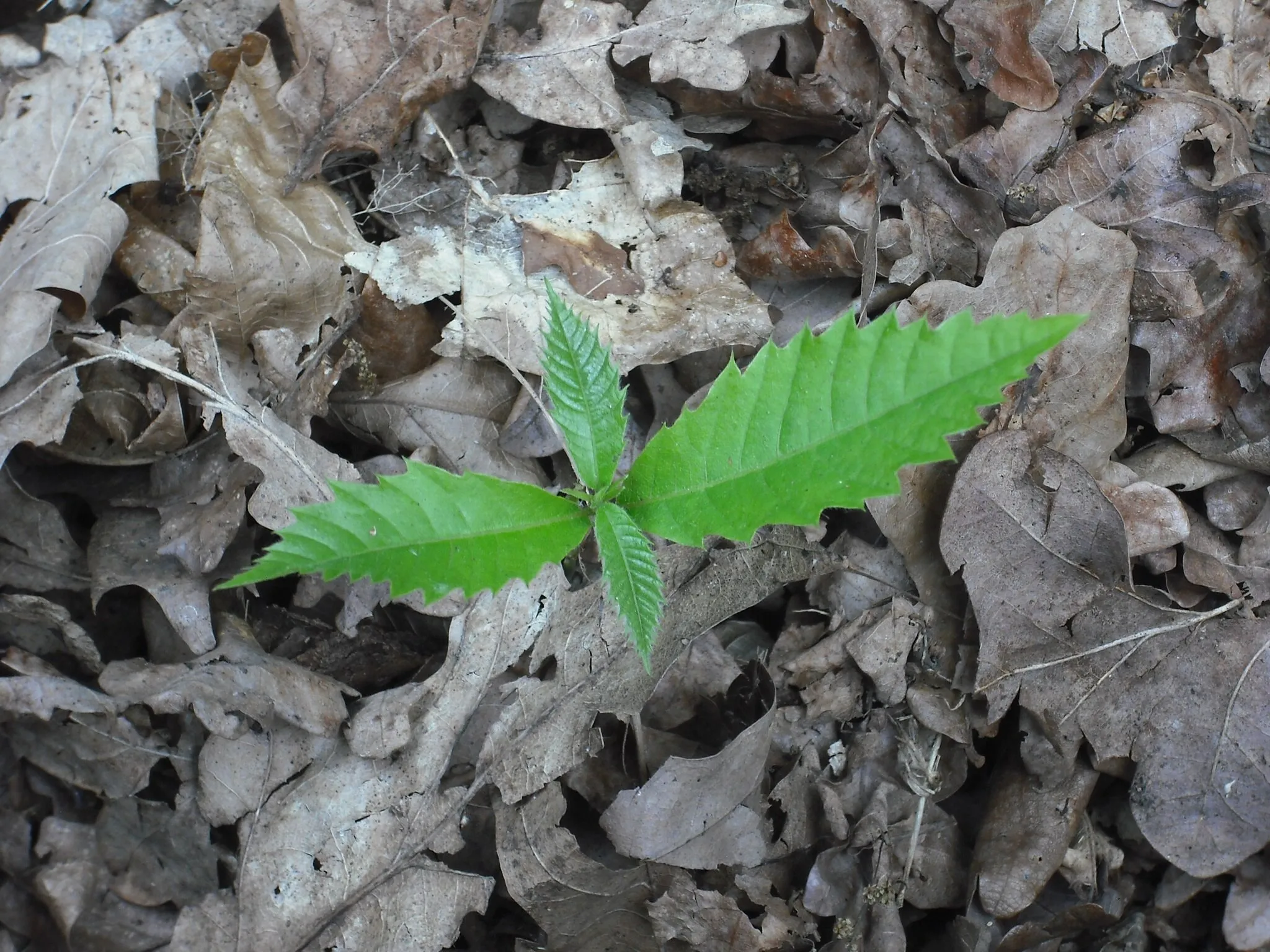 A growth in decay