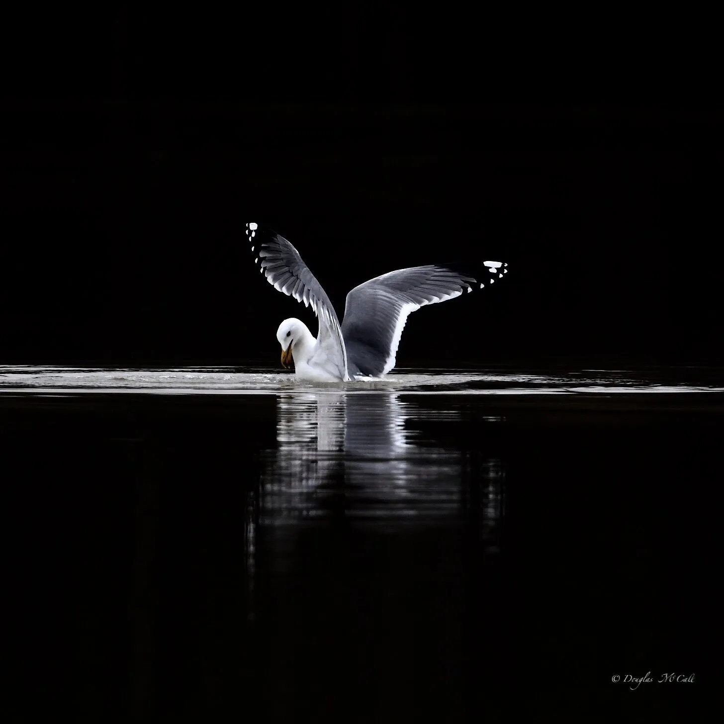 GULLWINGS