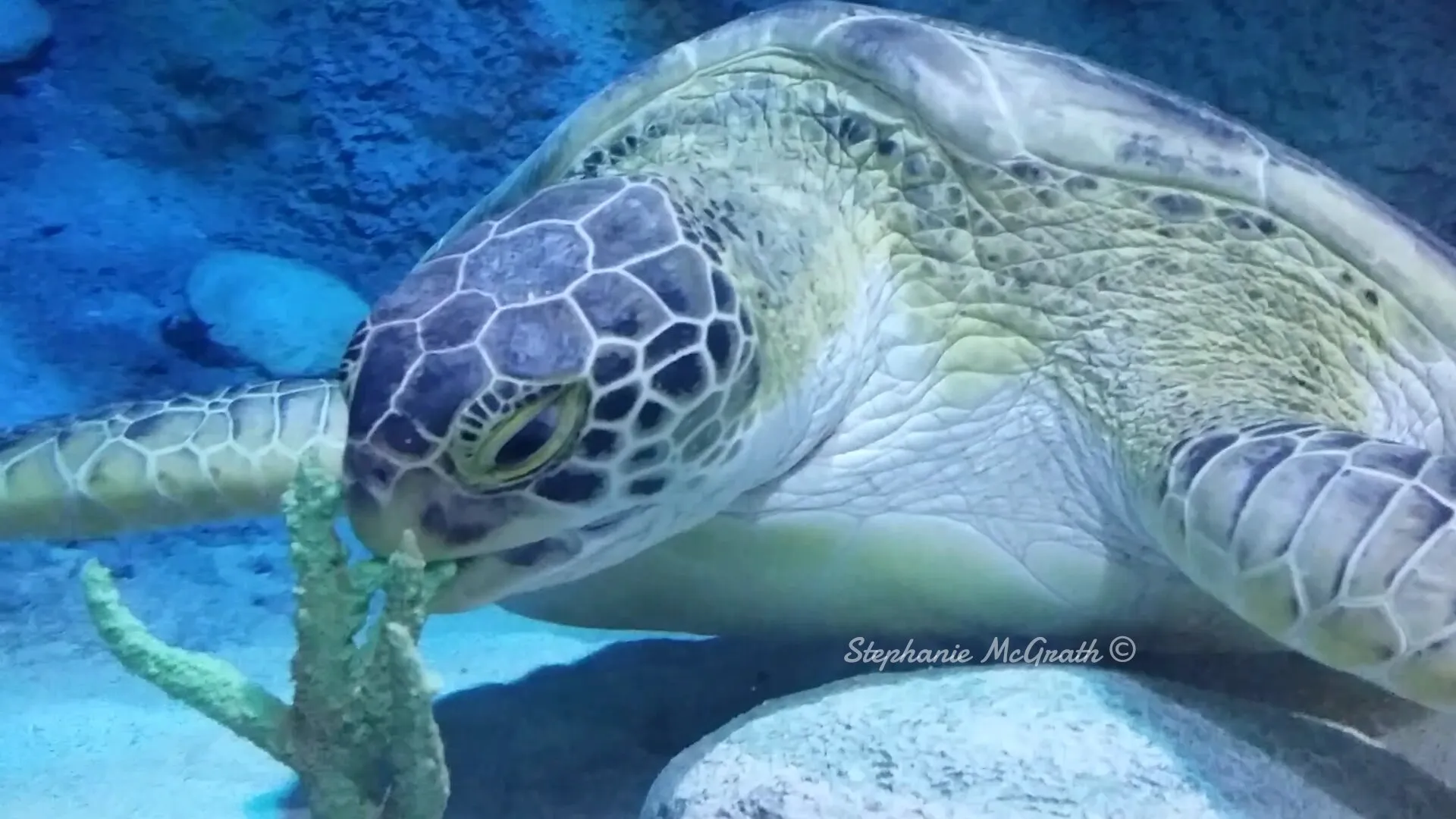 Sea Turtle Eating