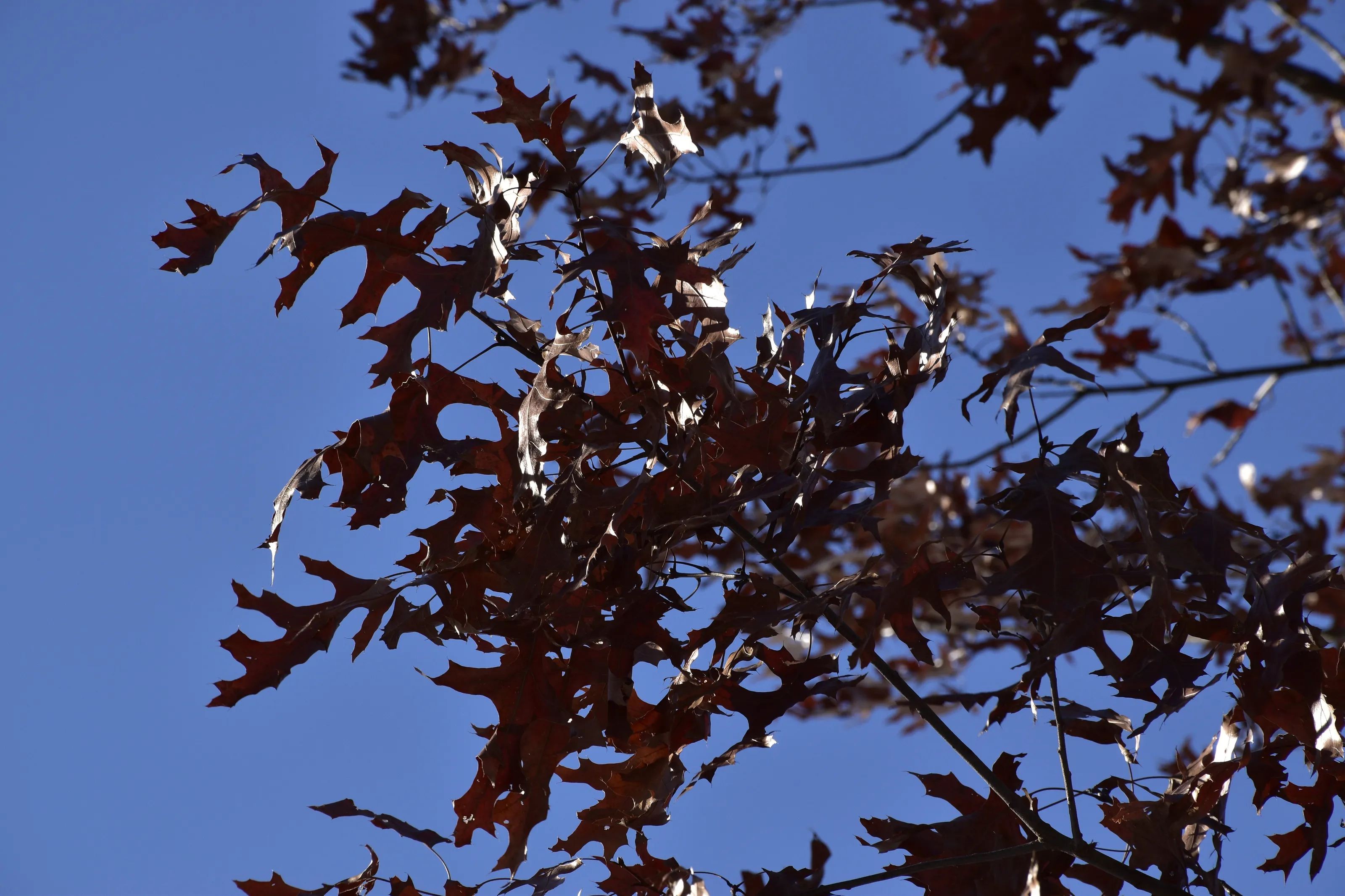 Leaves in the sunshine