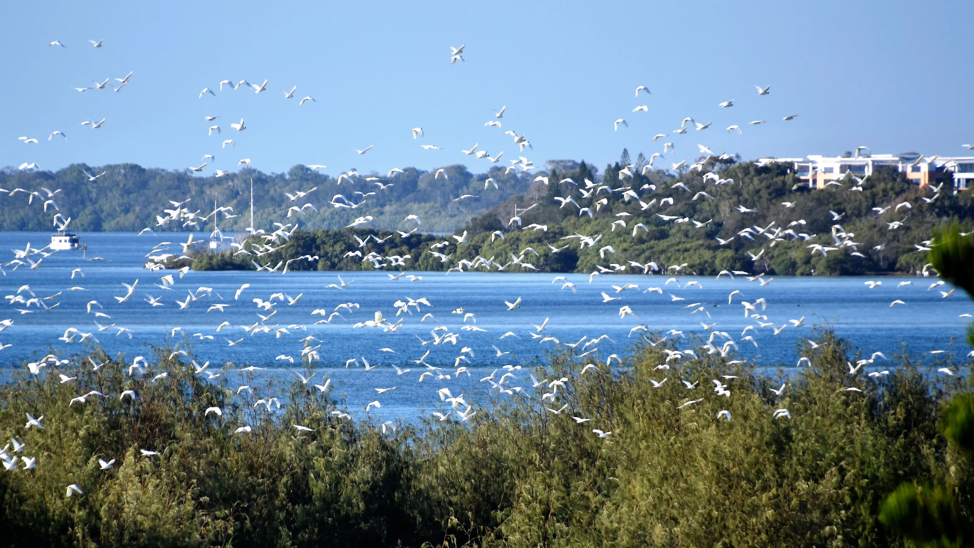 Birds on Bribie Island