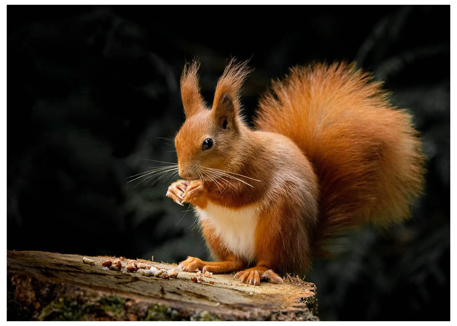 Red Squirrel