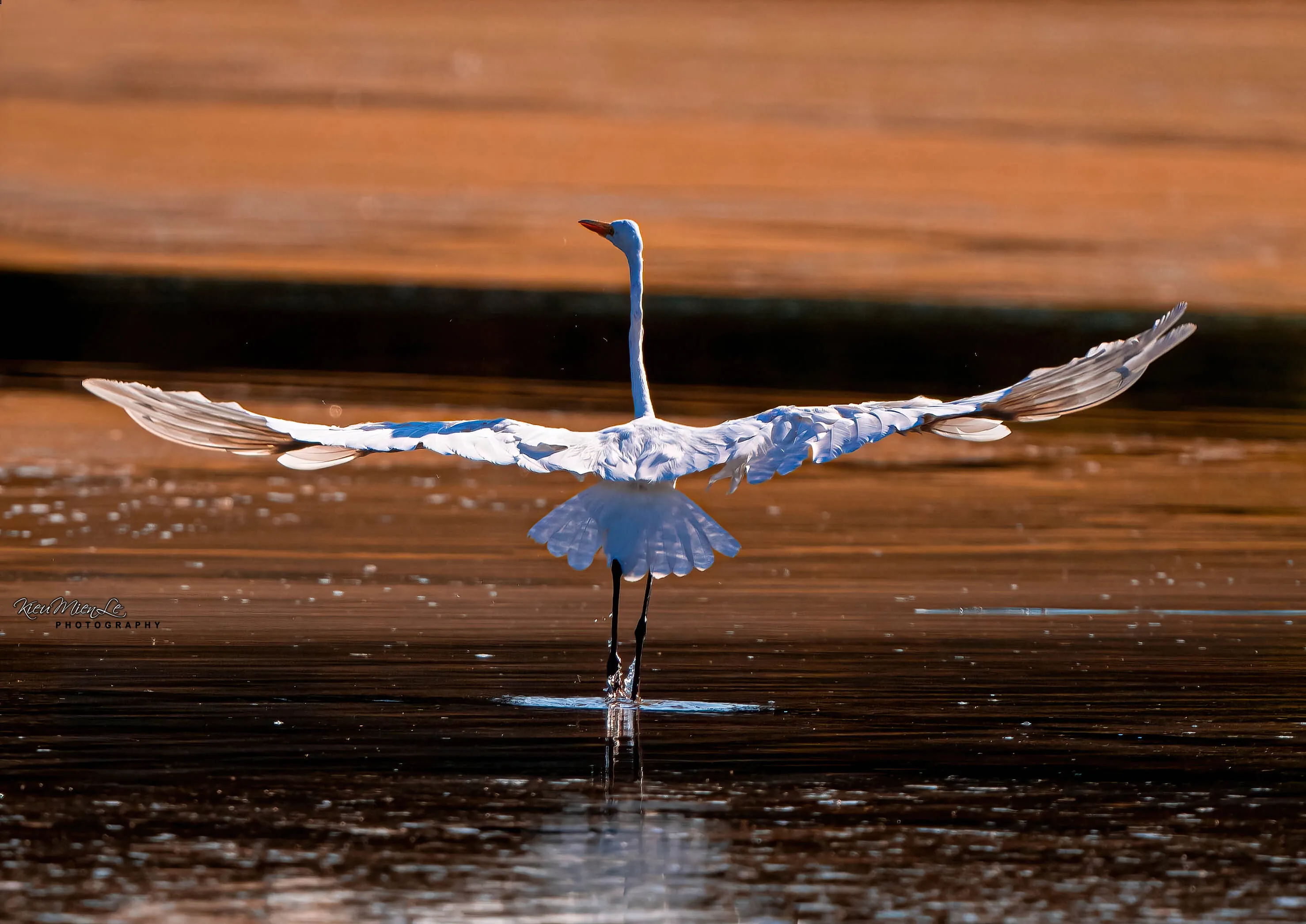 Great Egret Dancing At Sunset