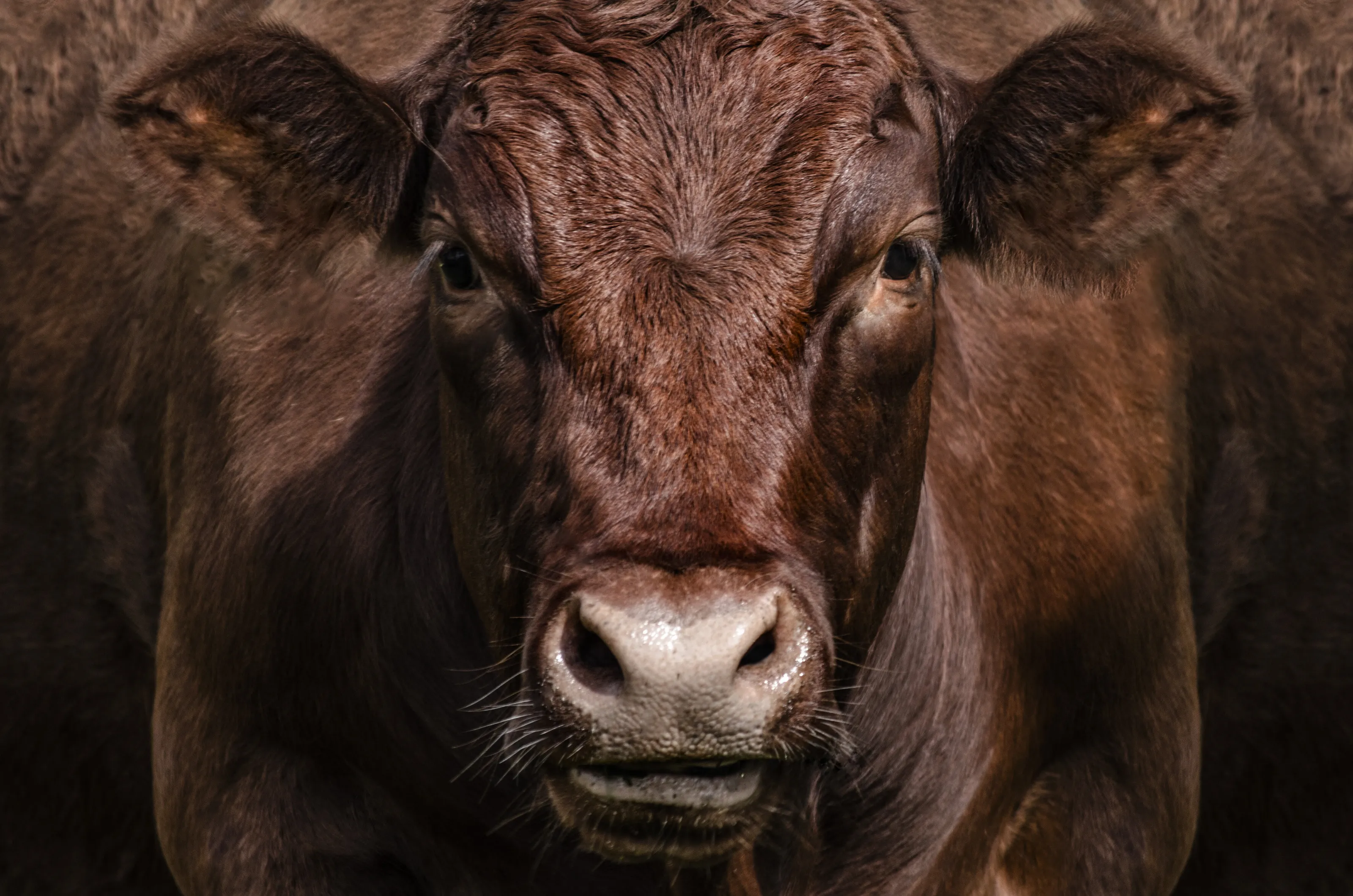 Beverley Cow