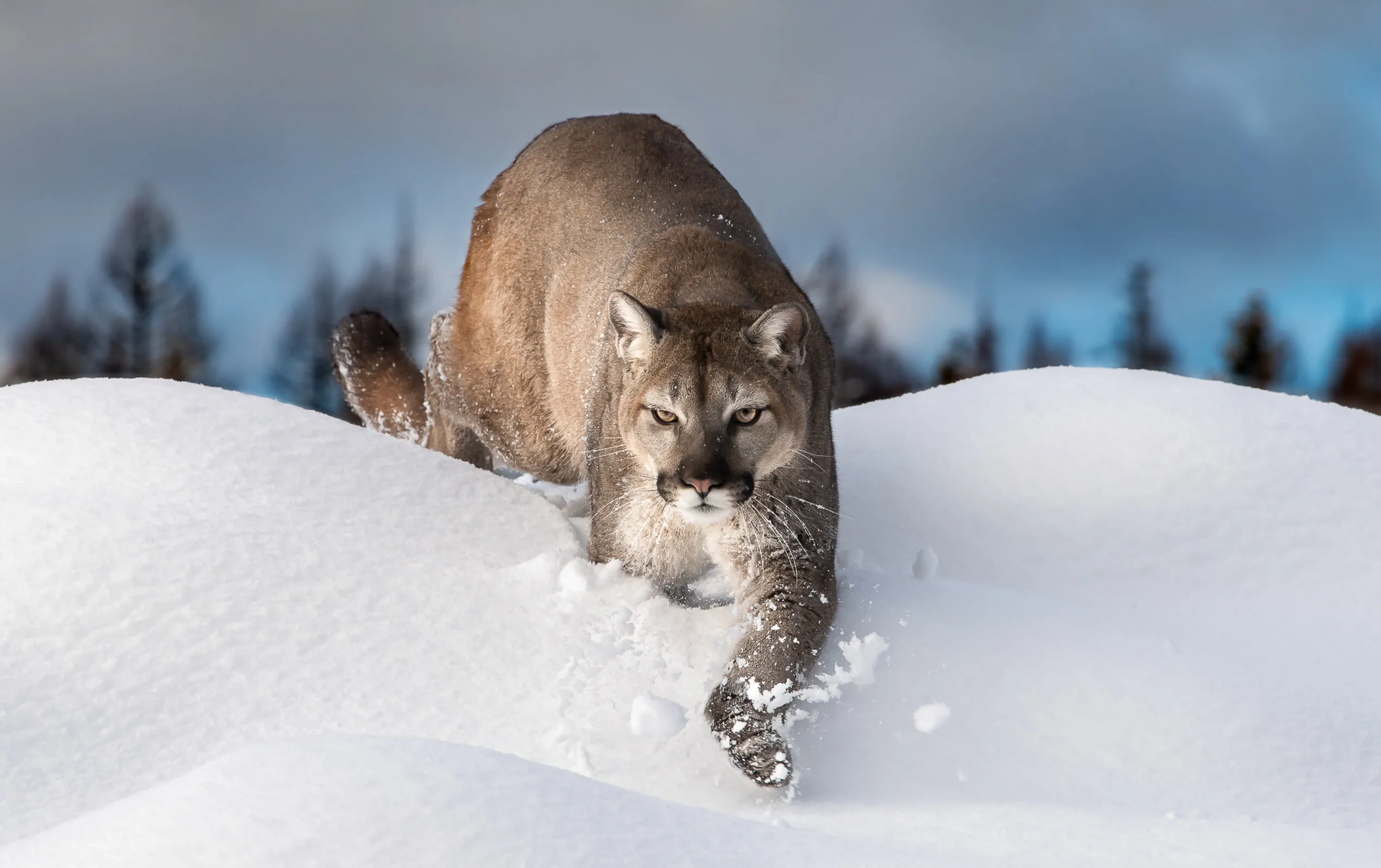 King Of the Mountain