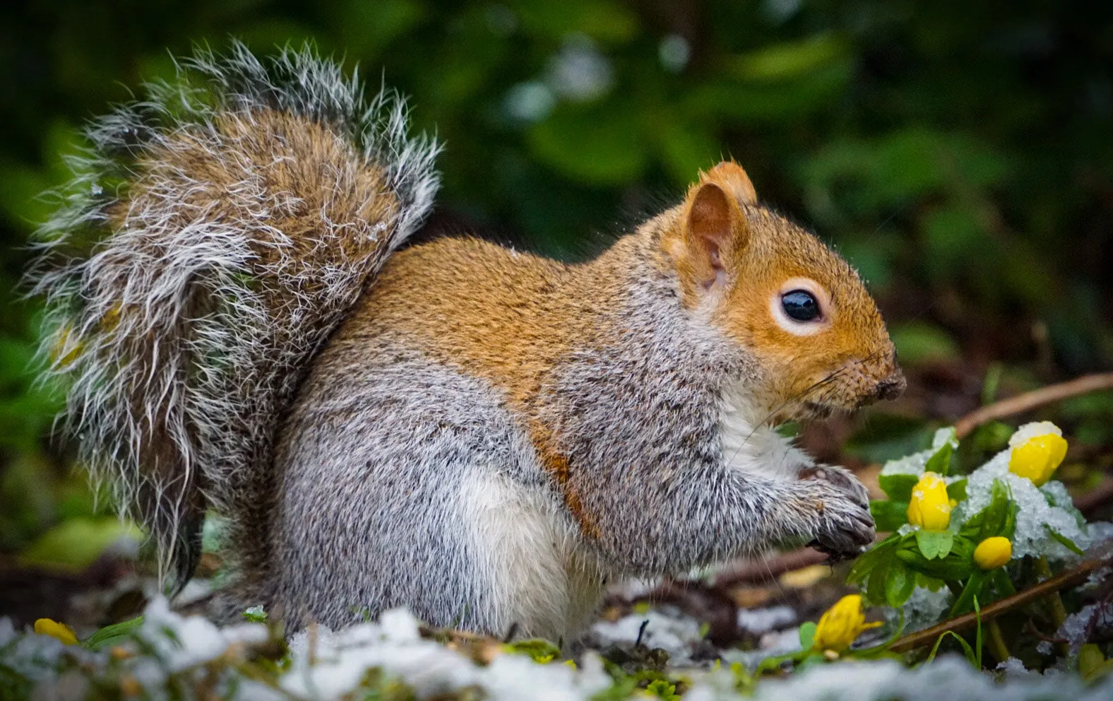 Grey Squirrel