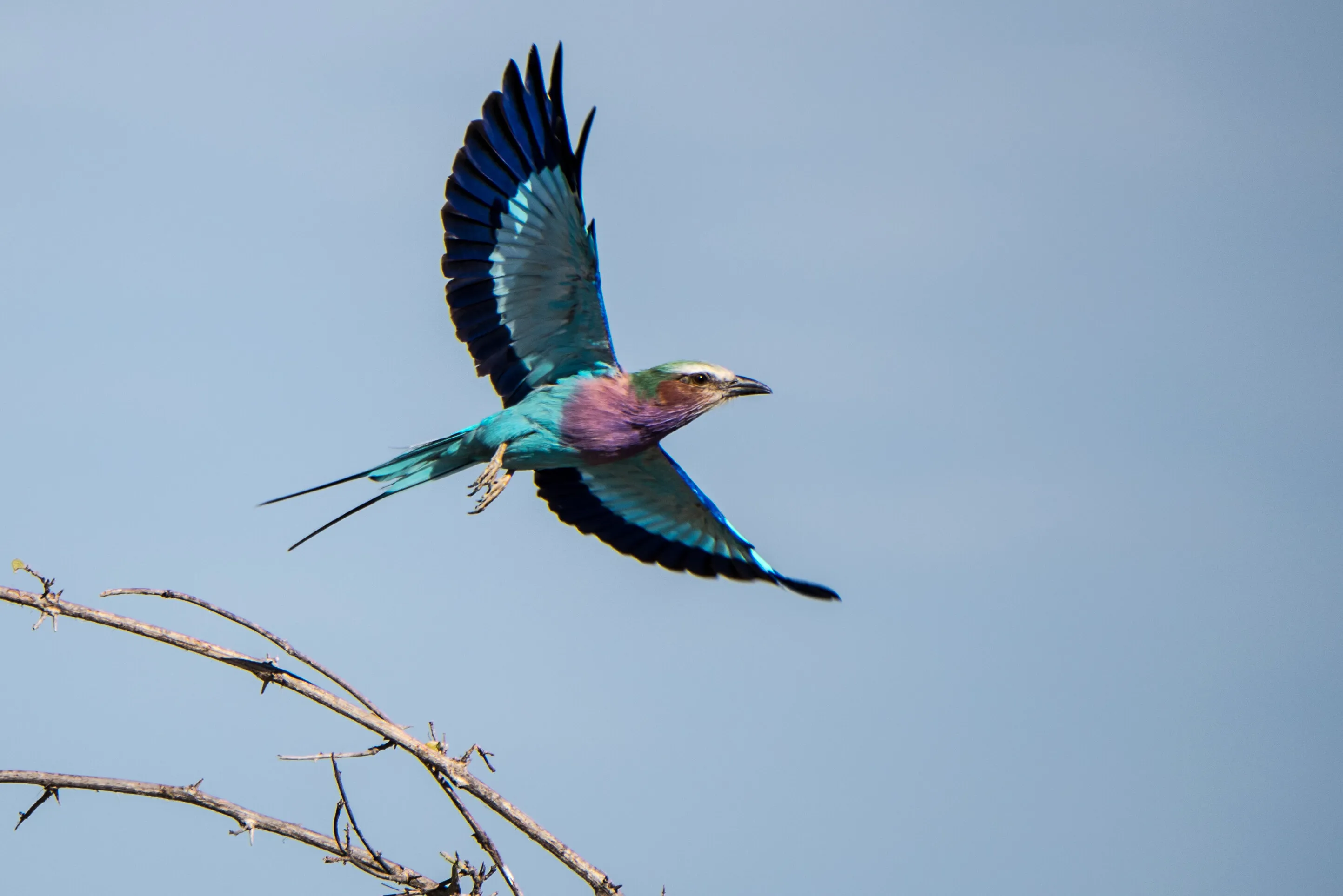 Lilac Breasted Roller