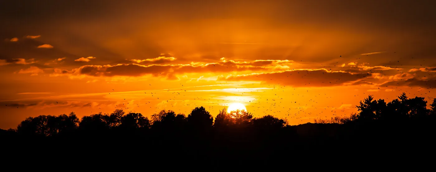Rooks at Sunset