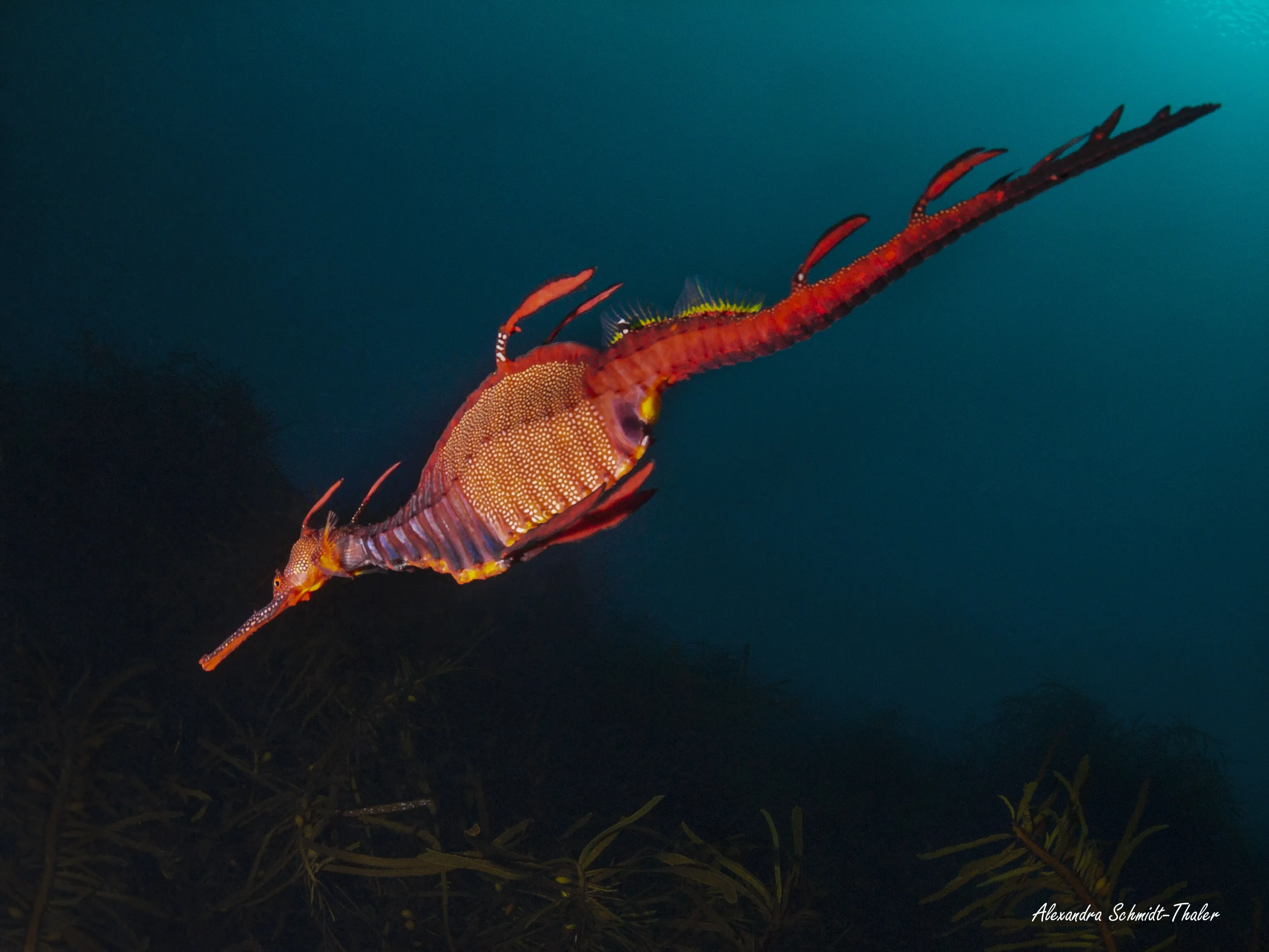 Weedy Seadragon