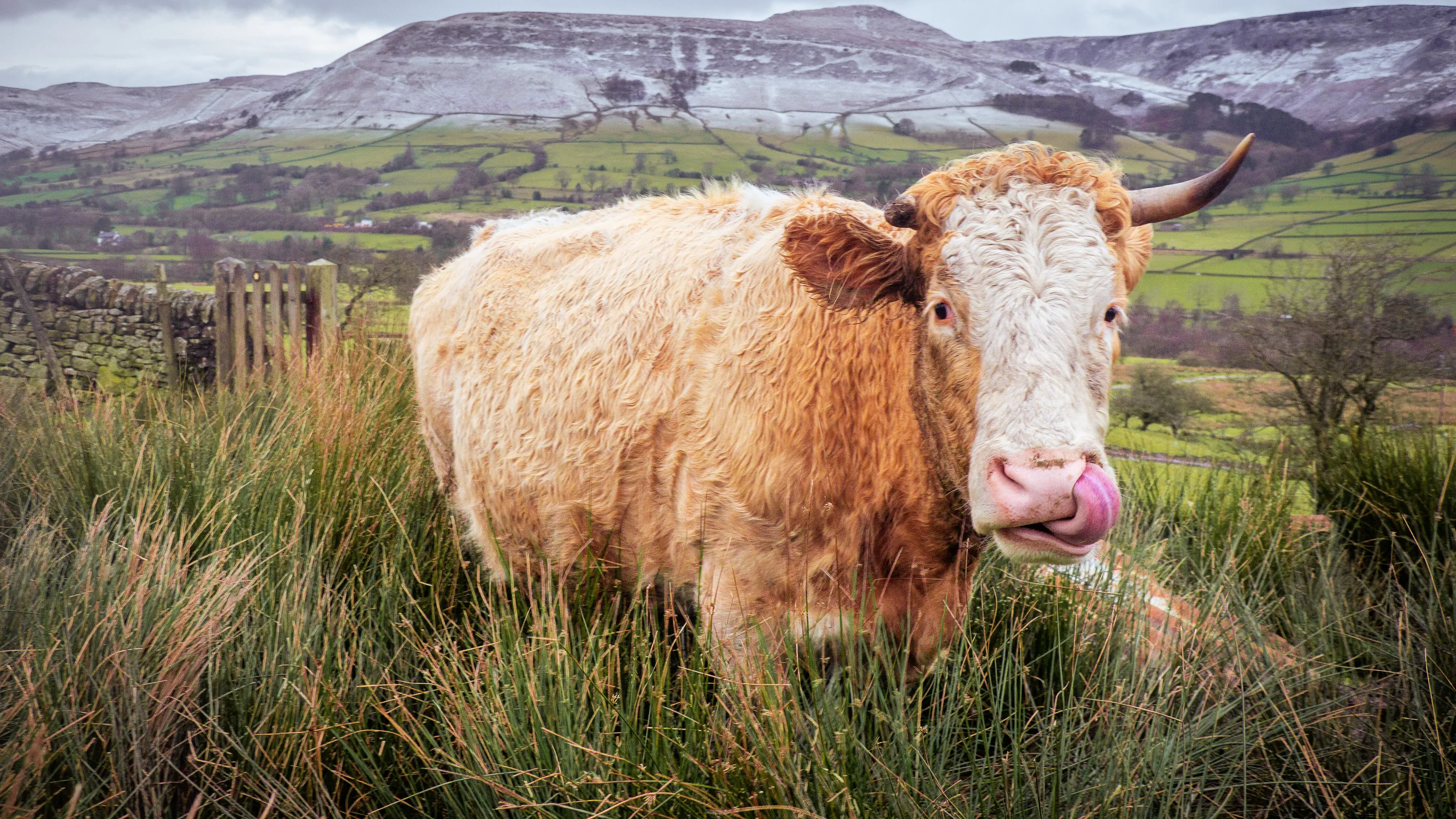 One horned cow