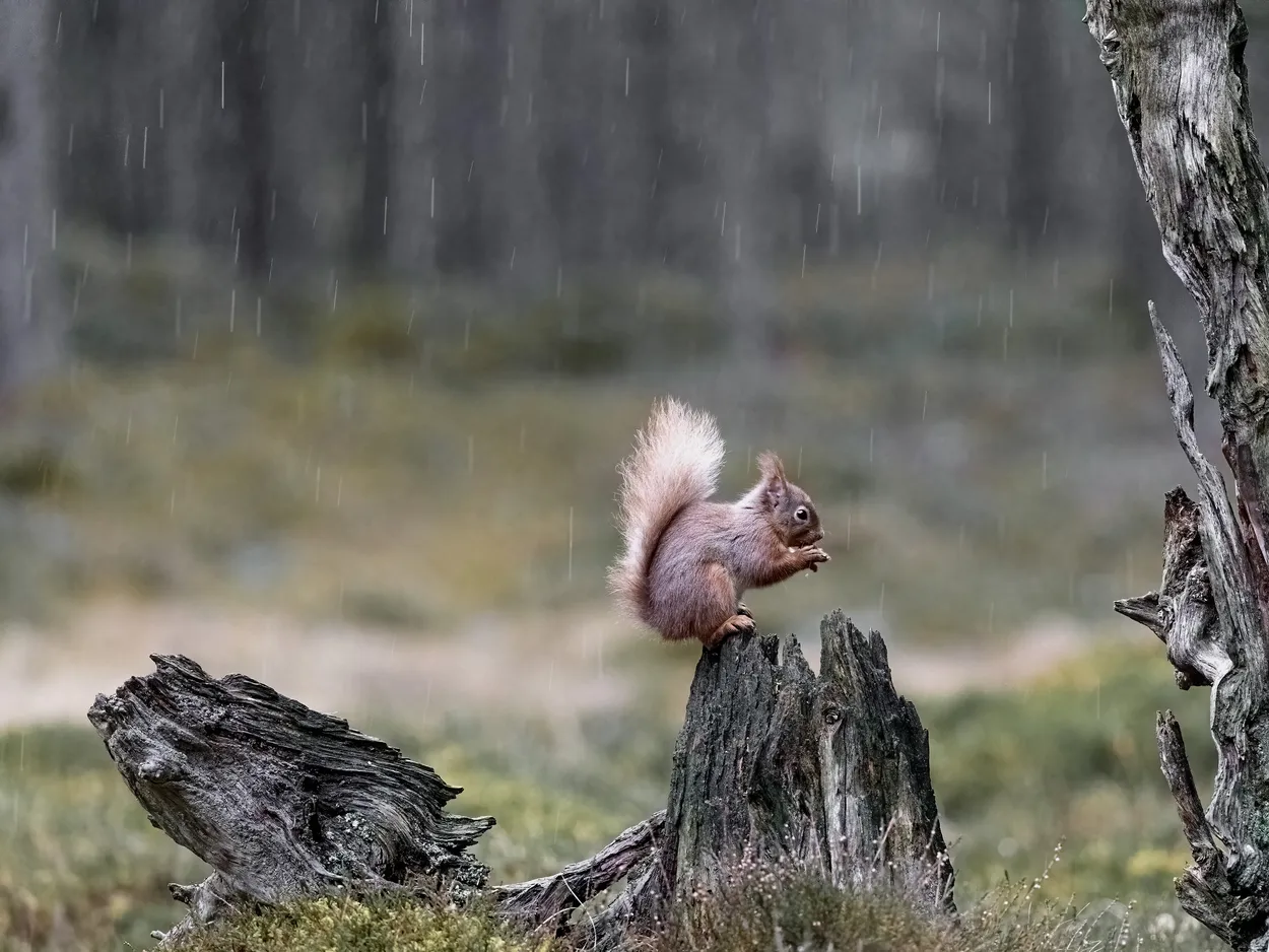 Soggy Red Squirrel