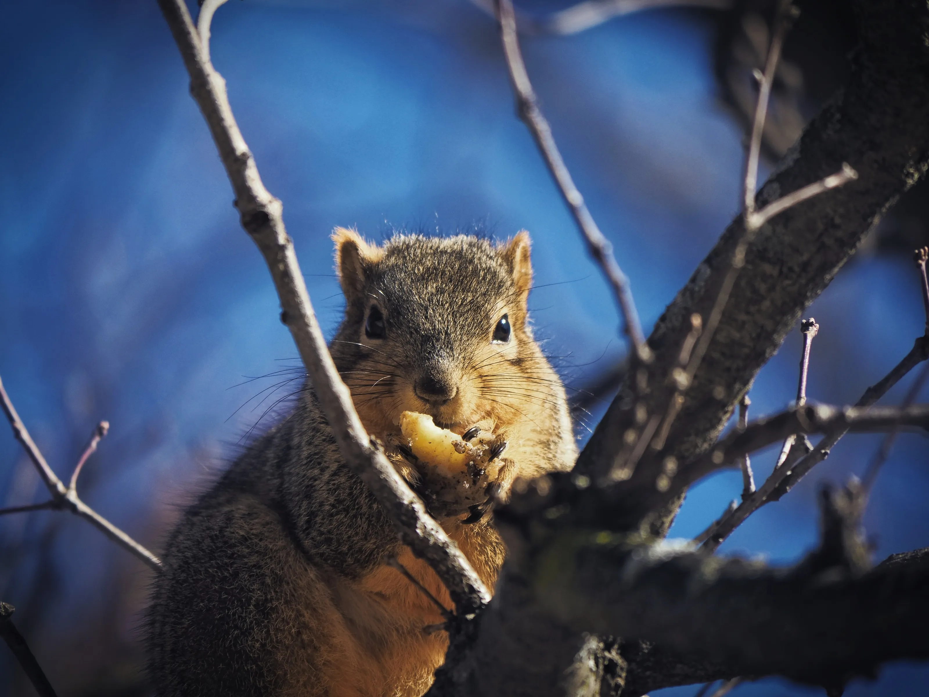 Hungery Squirrel