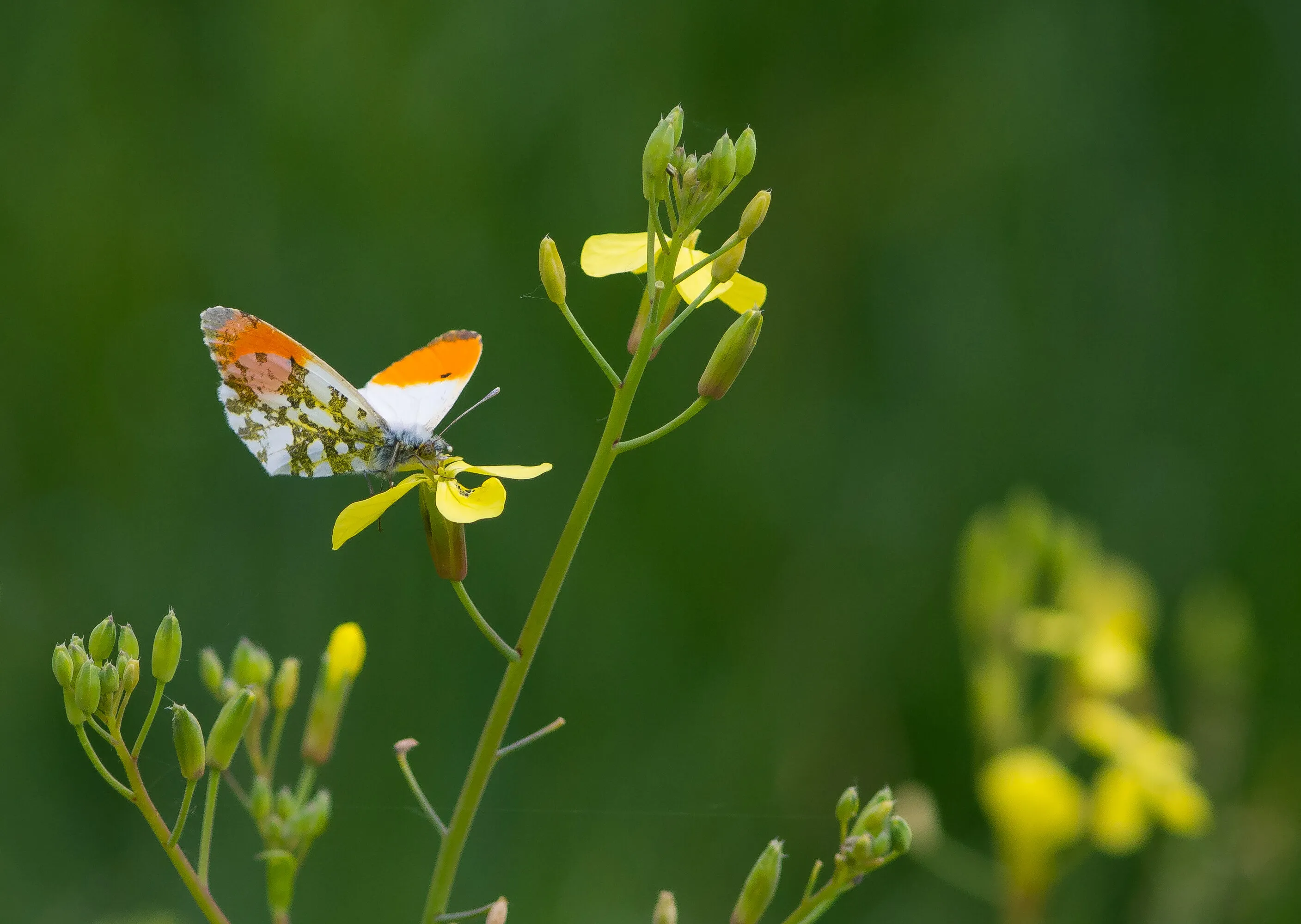 butterfly