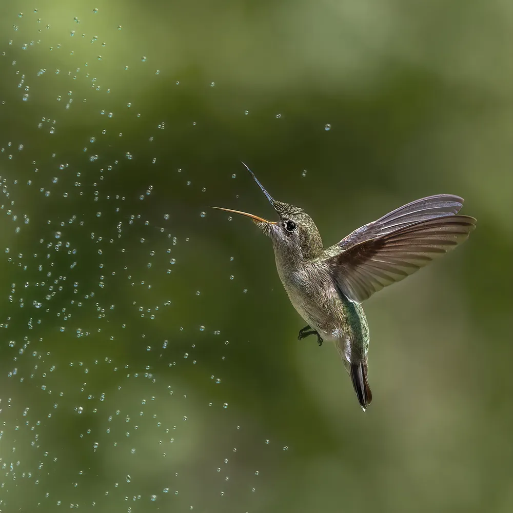 Thirsty Hummer