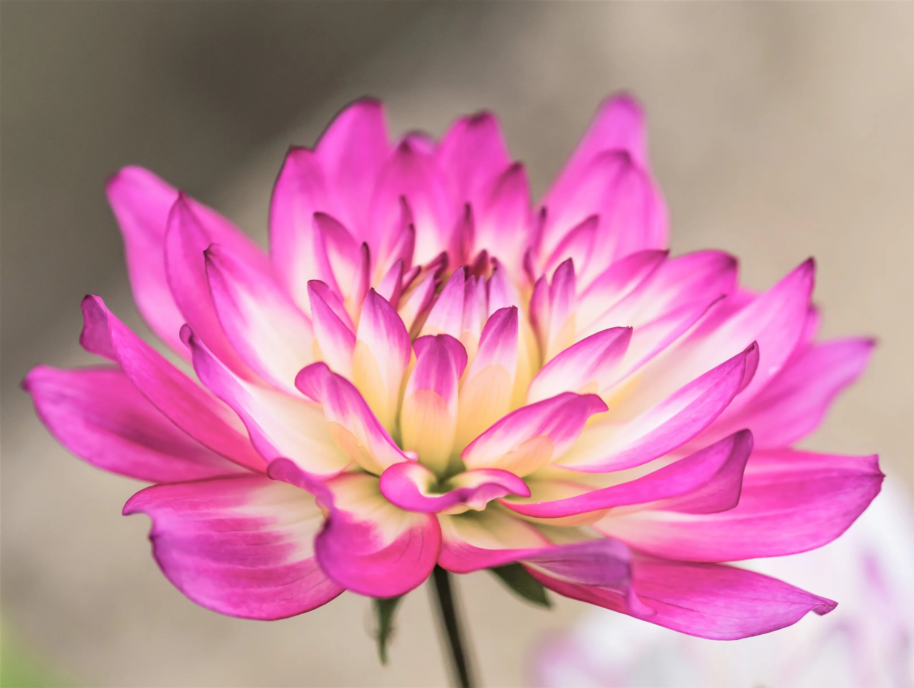 Chrysanthumum