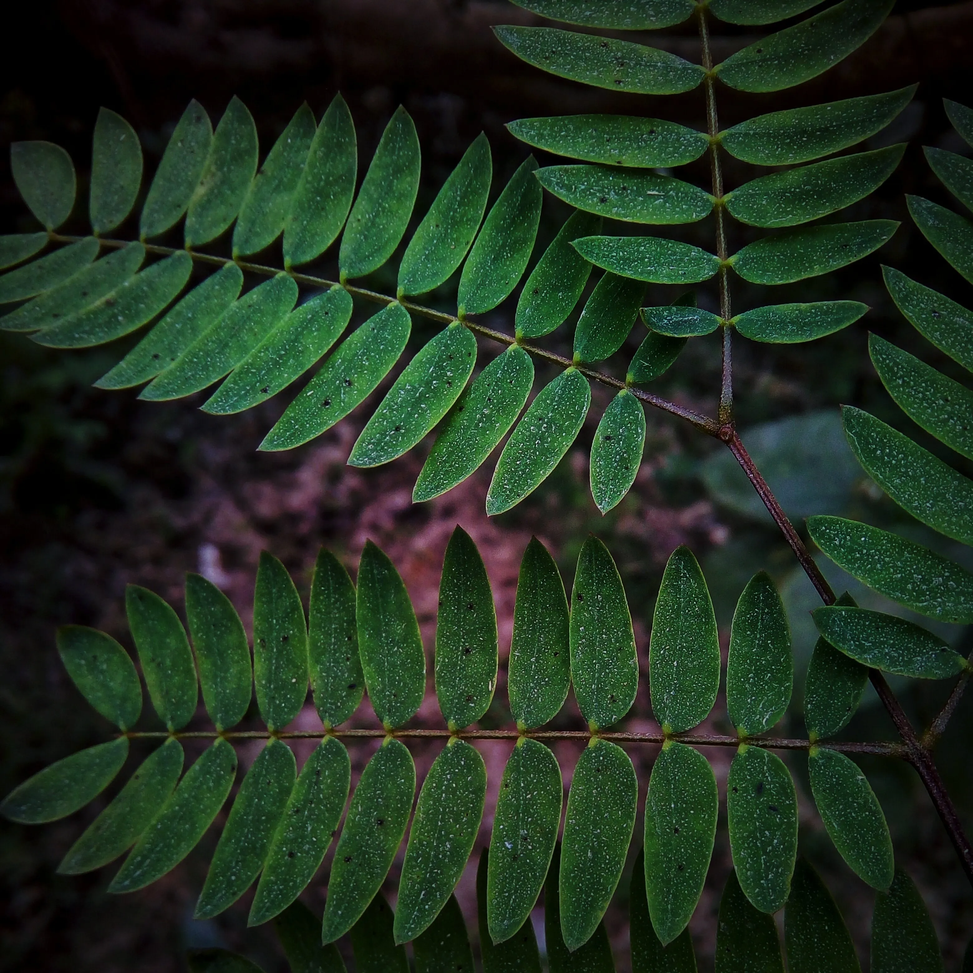 Green leaves