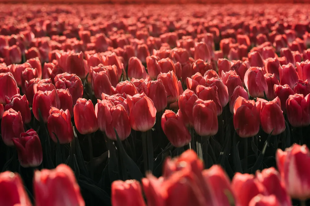 Holland Tulips