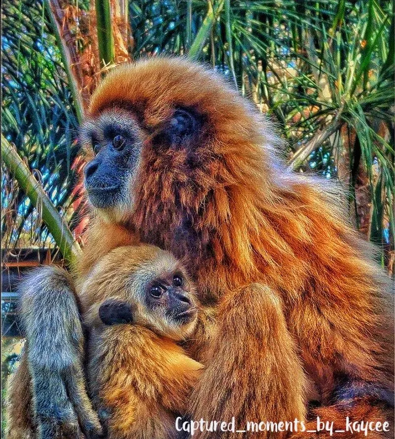 Motherly love