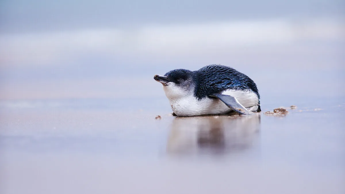 Exhausted Fairy Penguin