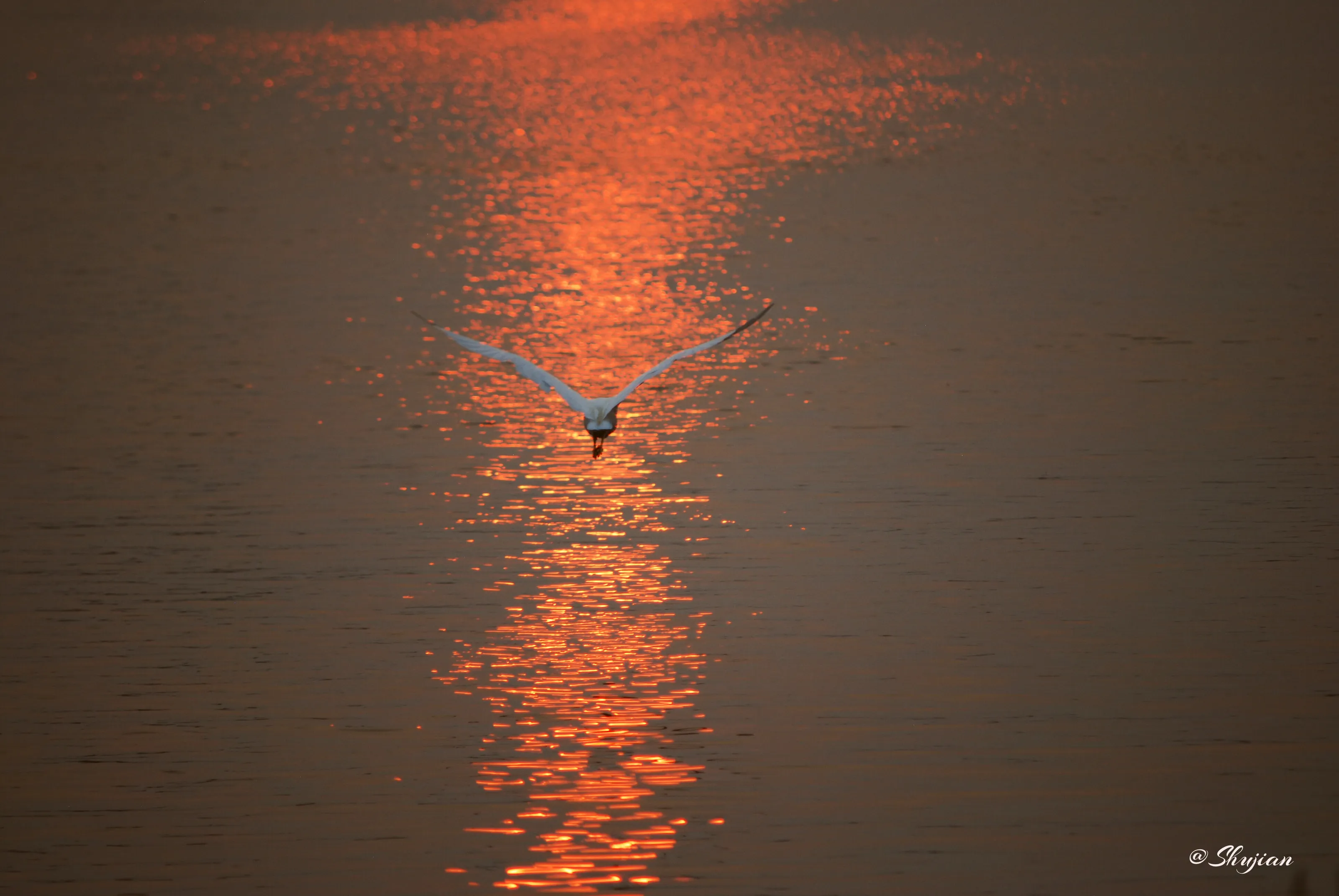 Flying on sunset