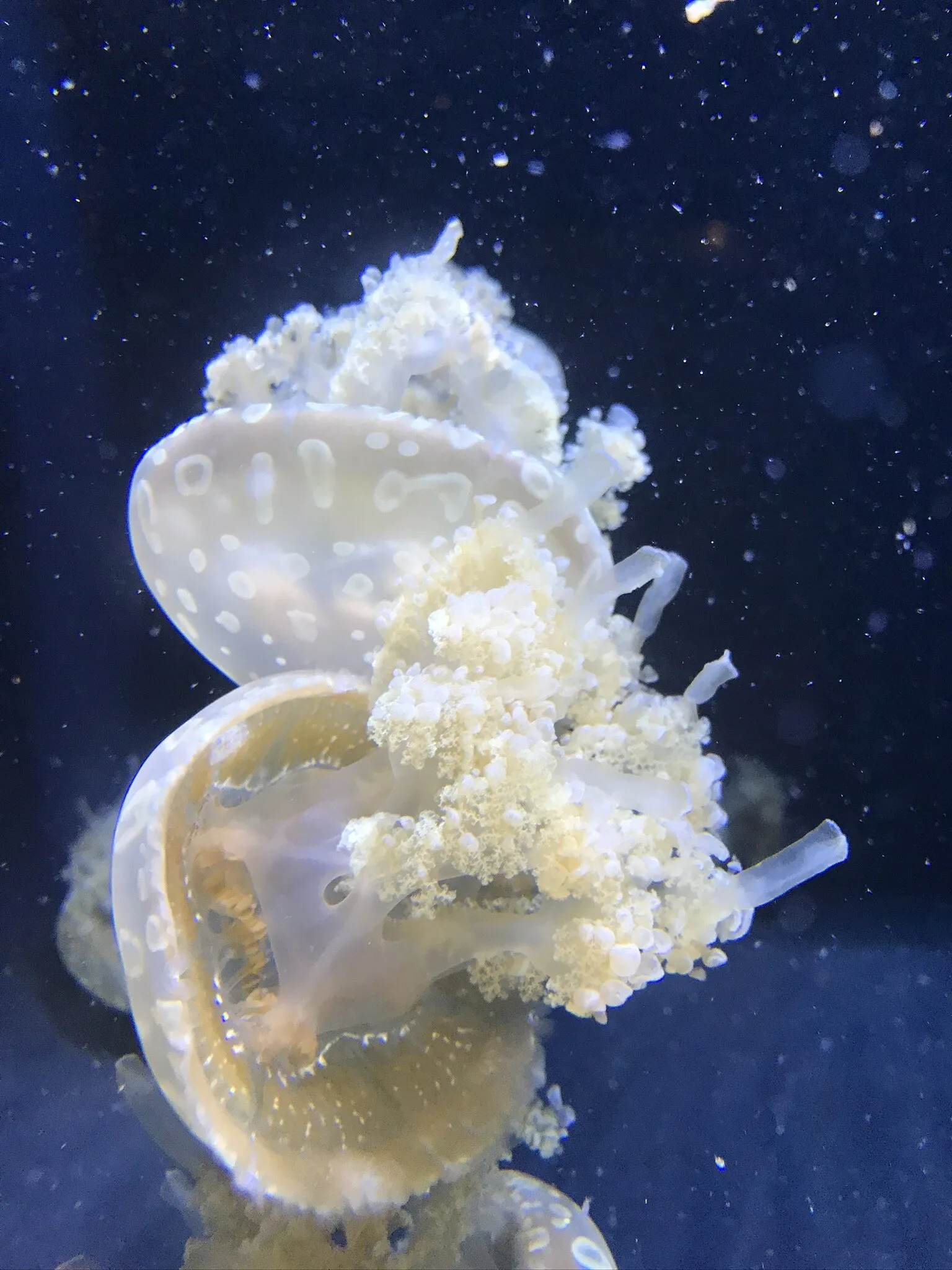 Jellyfish