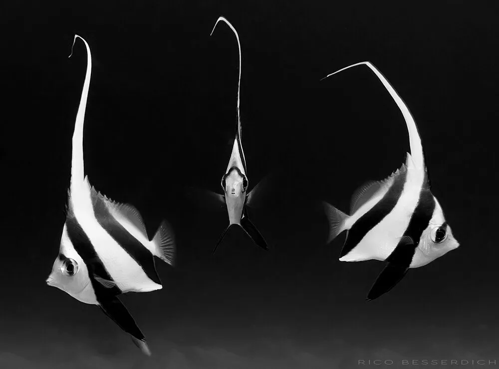 Trio