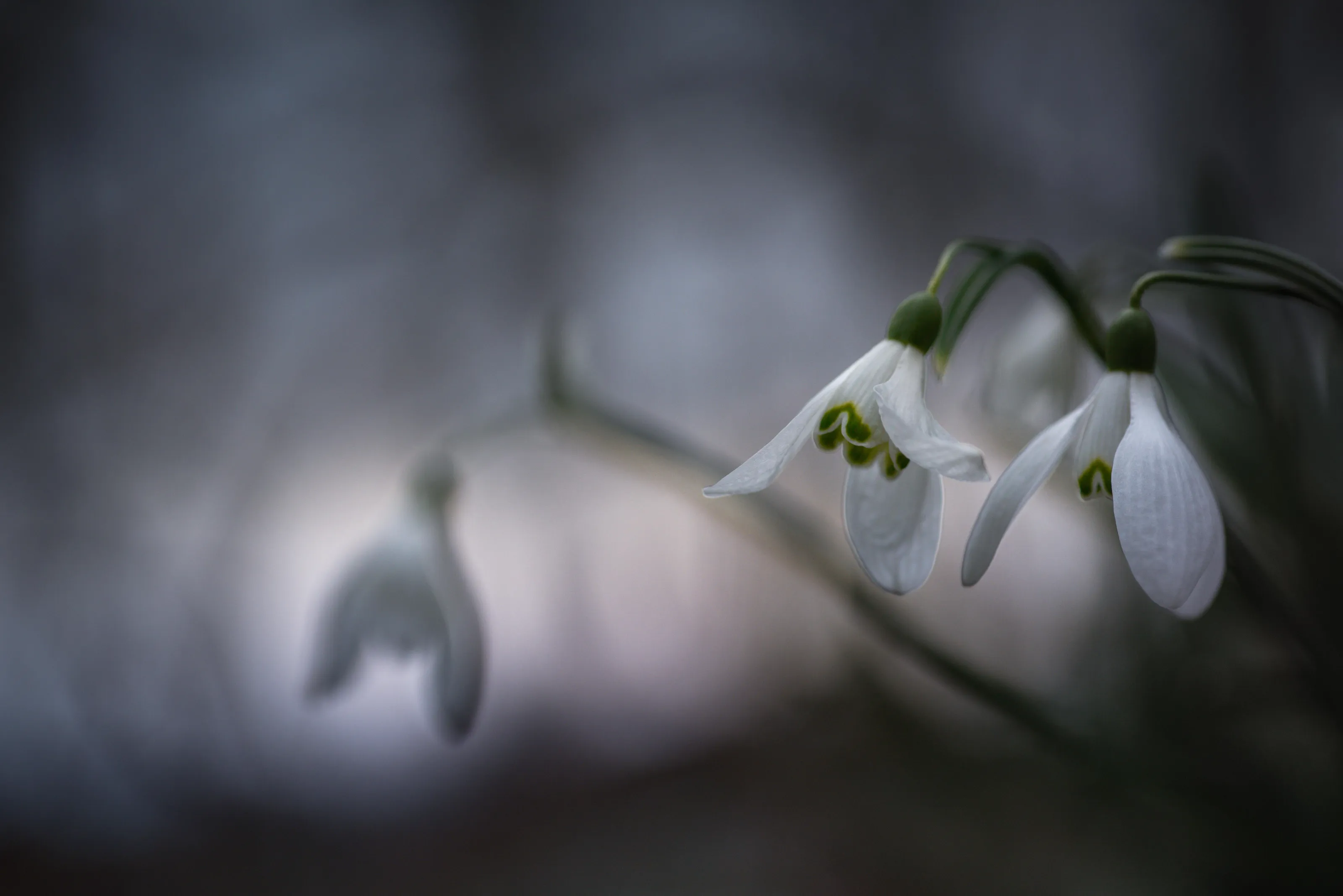 Out From The Dark