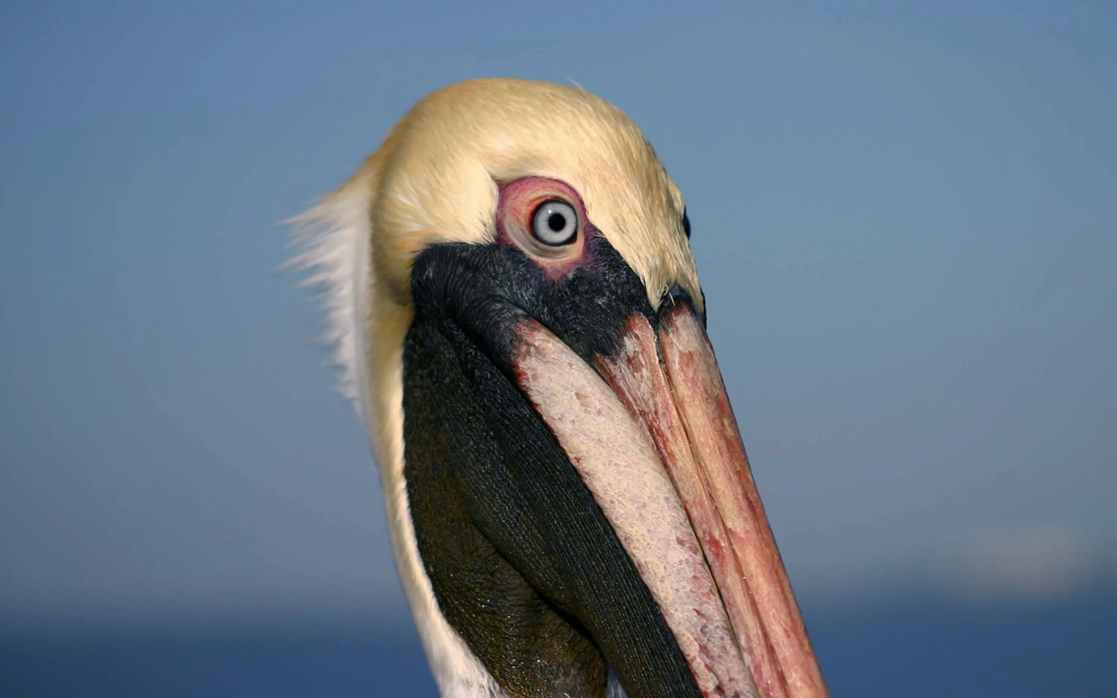 Pelican. Fort Myers pier.