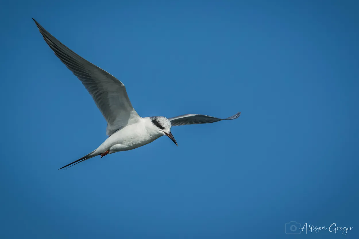 Entry 12843781