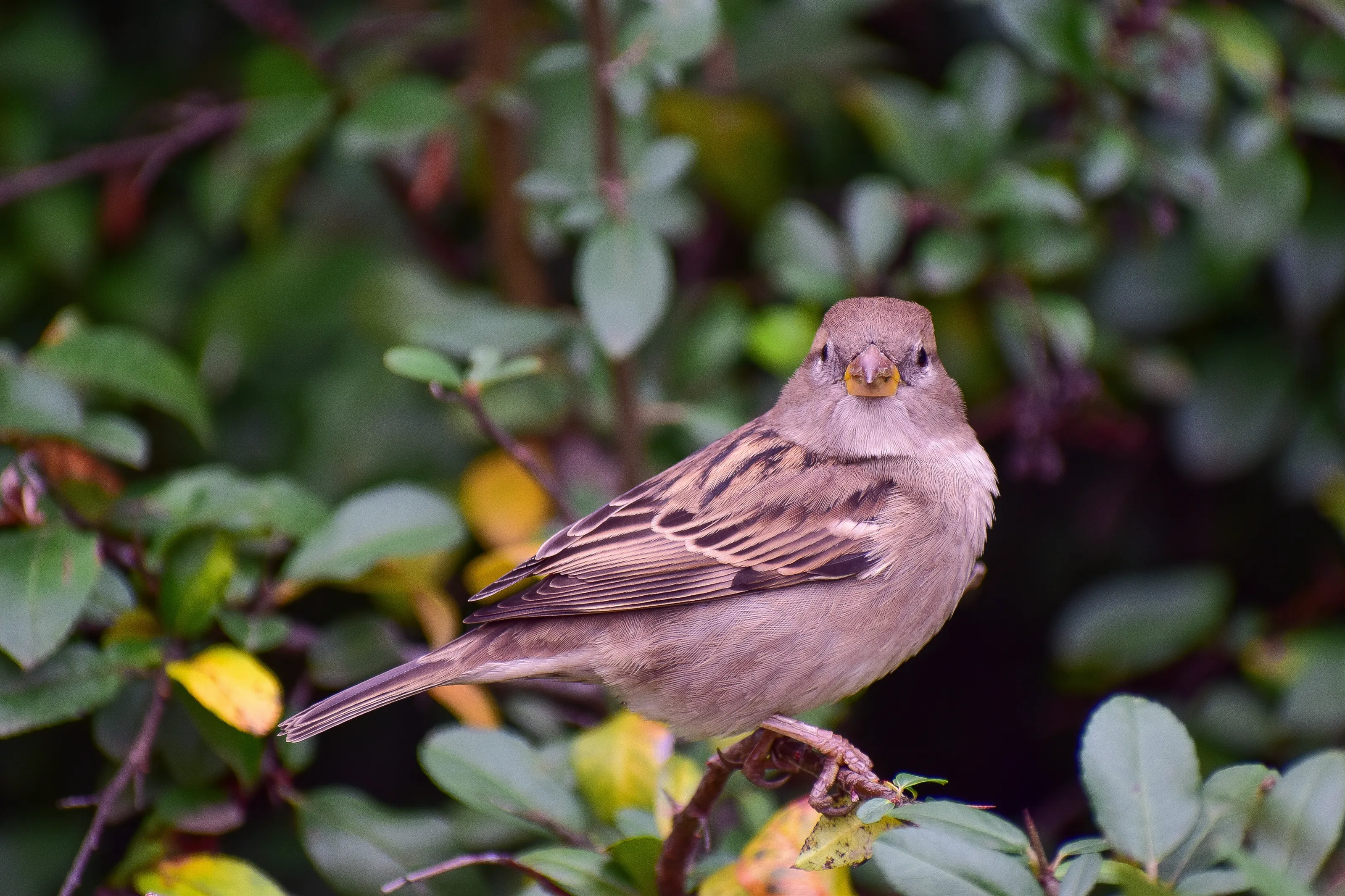 Sparrow