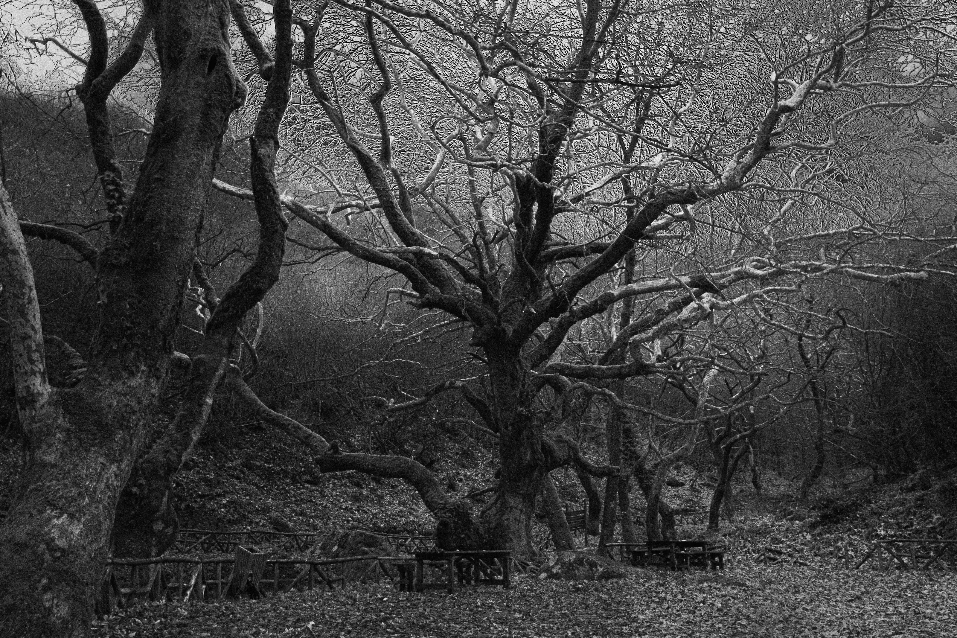 Where the elfs live