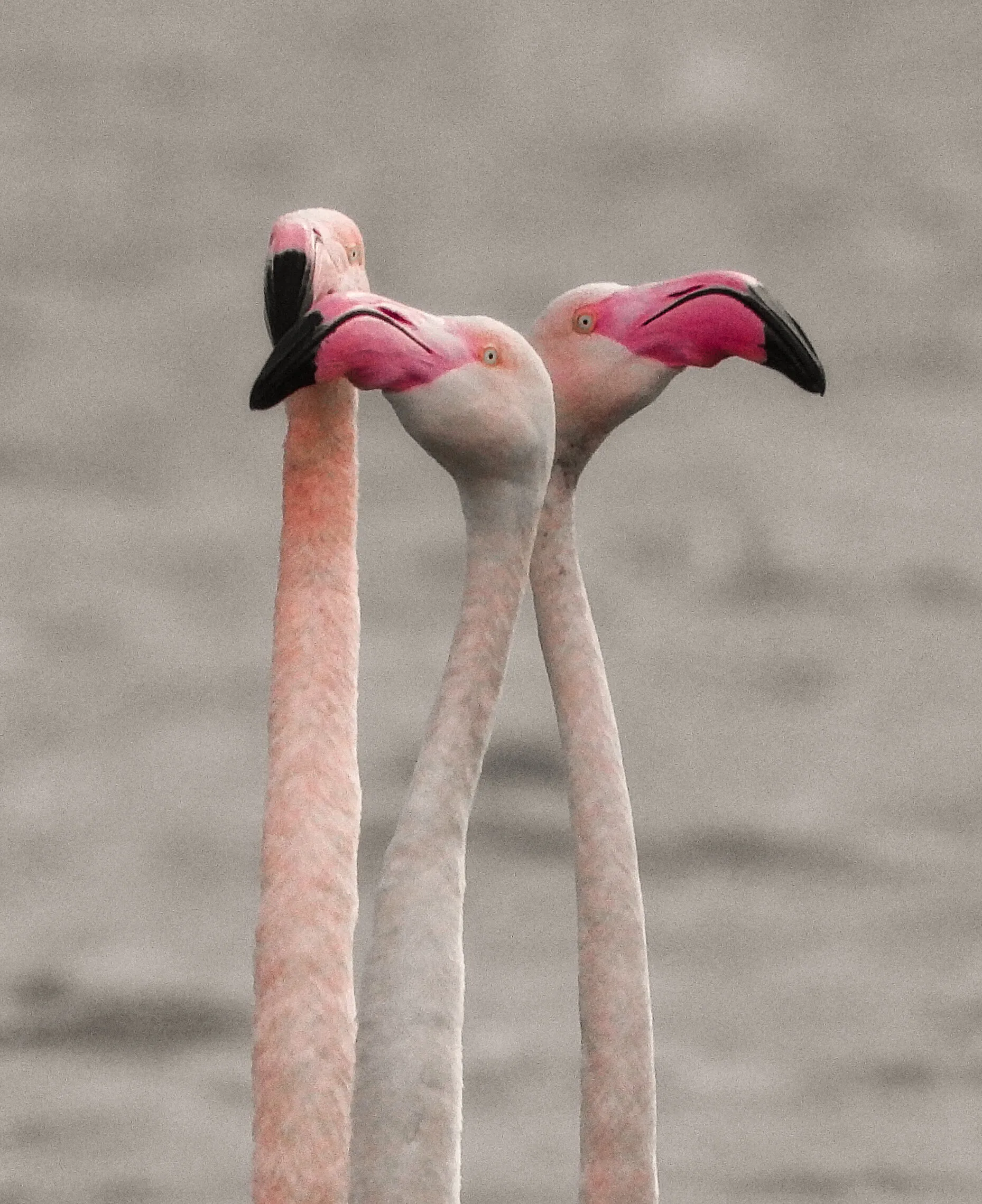 Flamingos