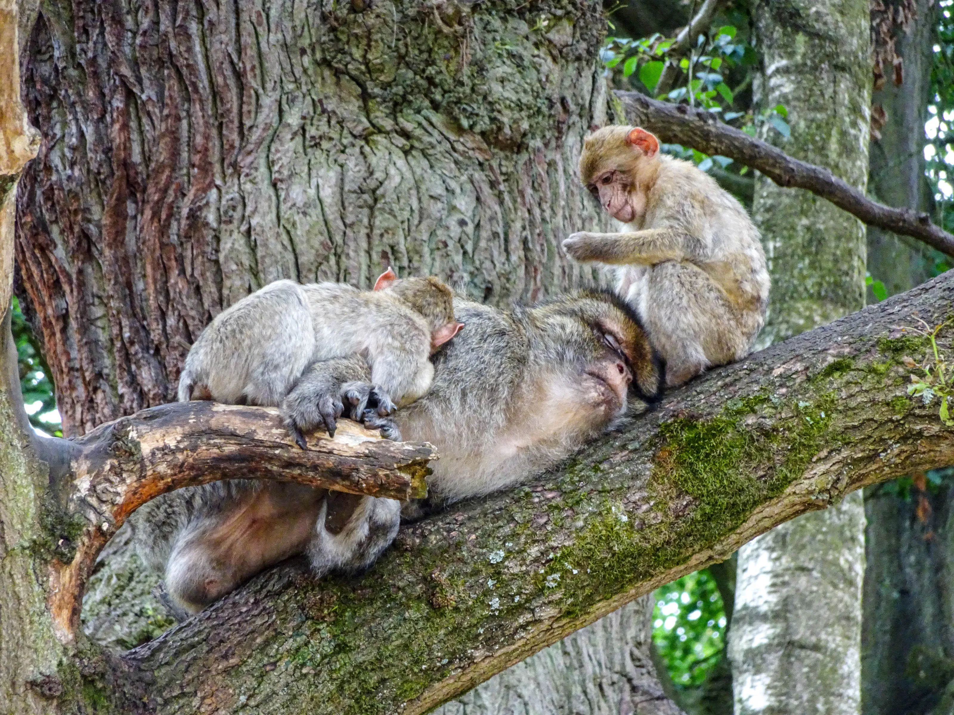 Whilst mother sleeps - Primates - Trentham Monkey Forest