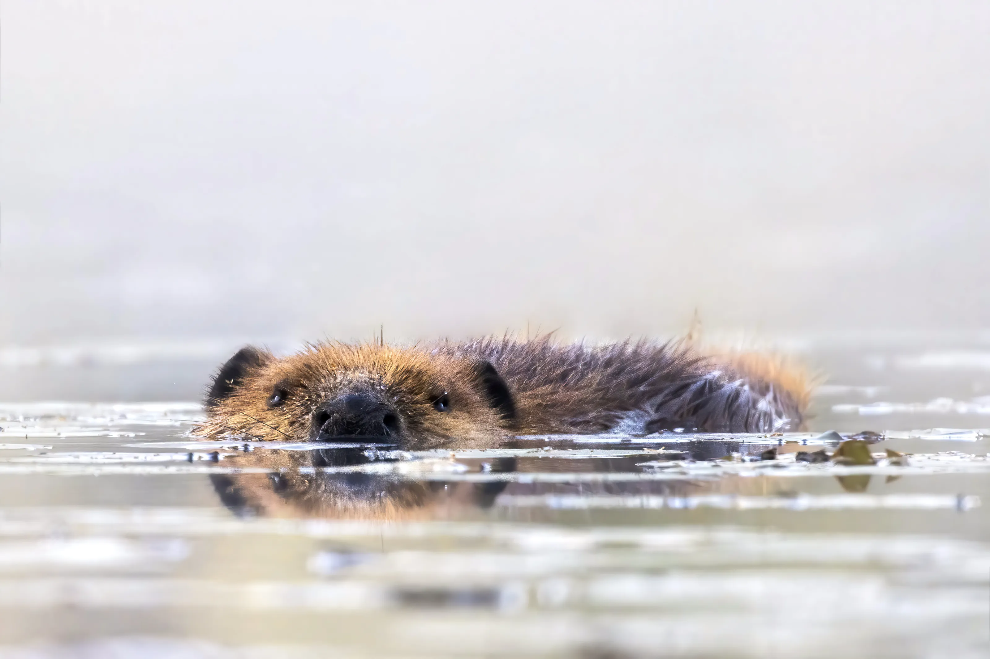 Beaver on pond