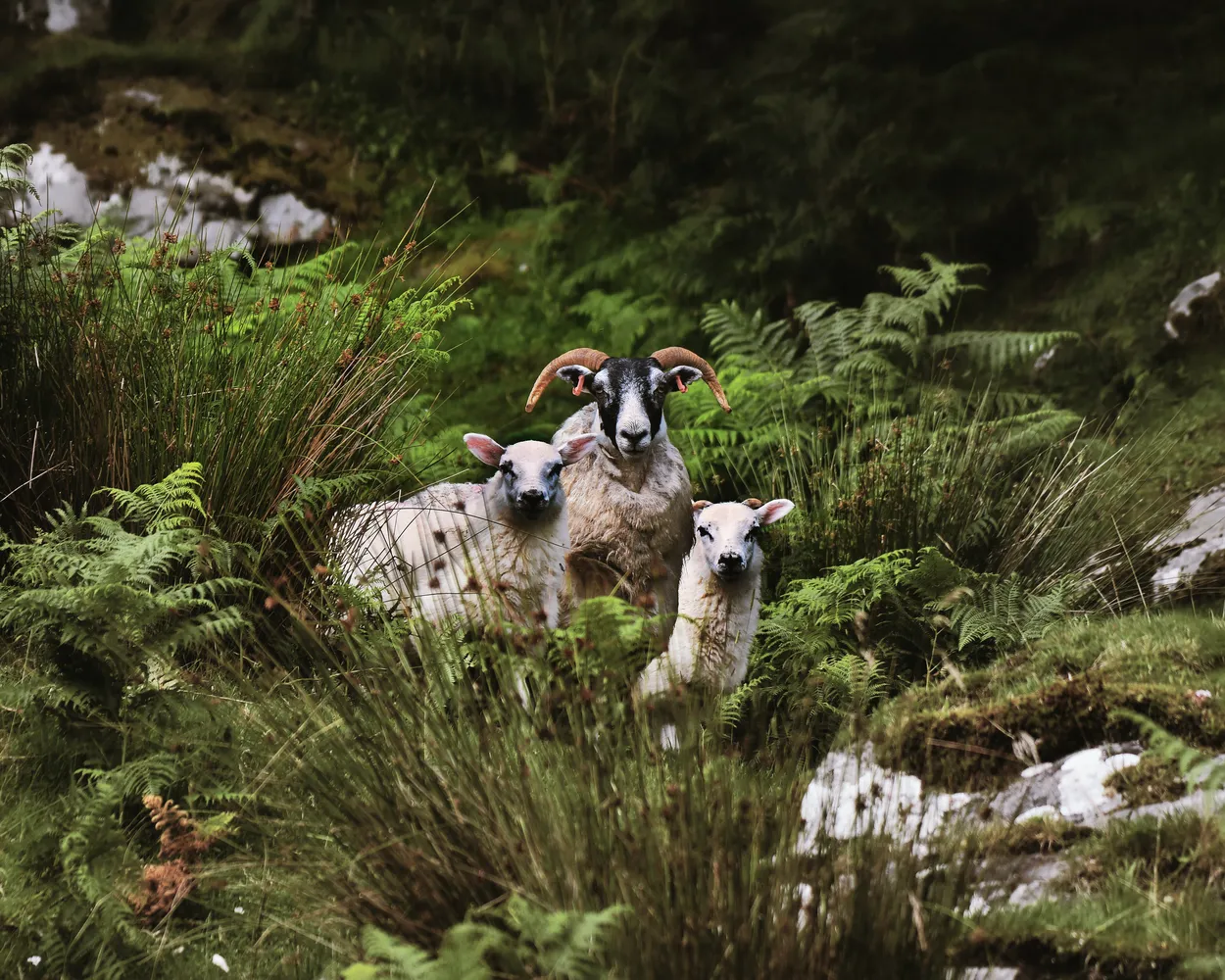 Mother and Lambs