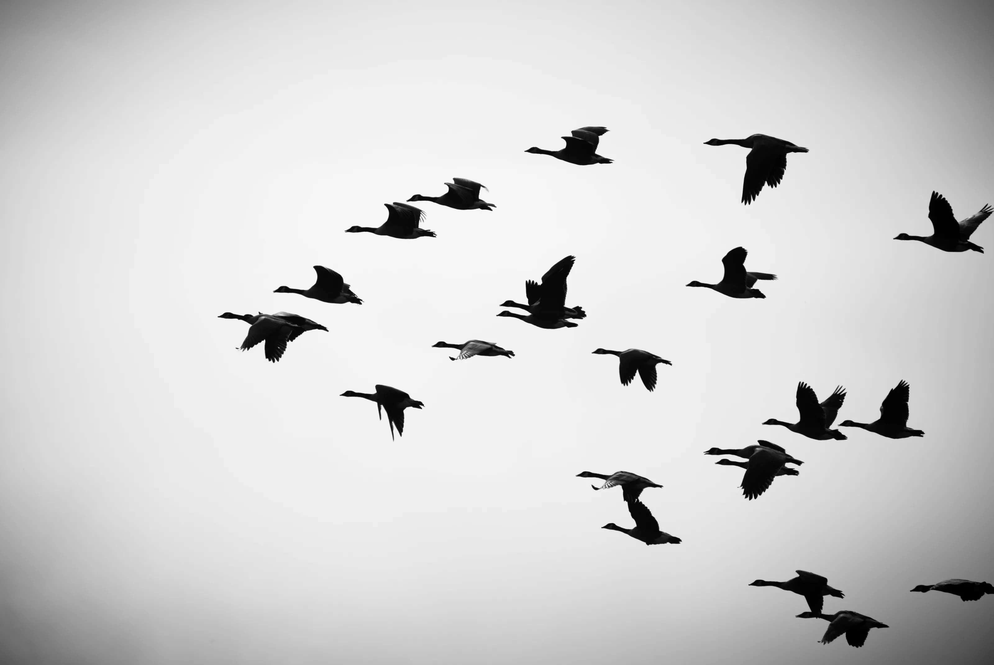 Flying V