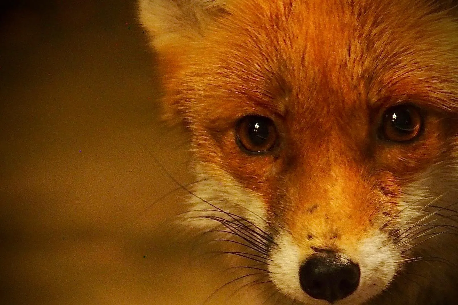 Mr Foxy! Wow you’re close!