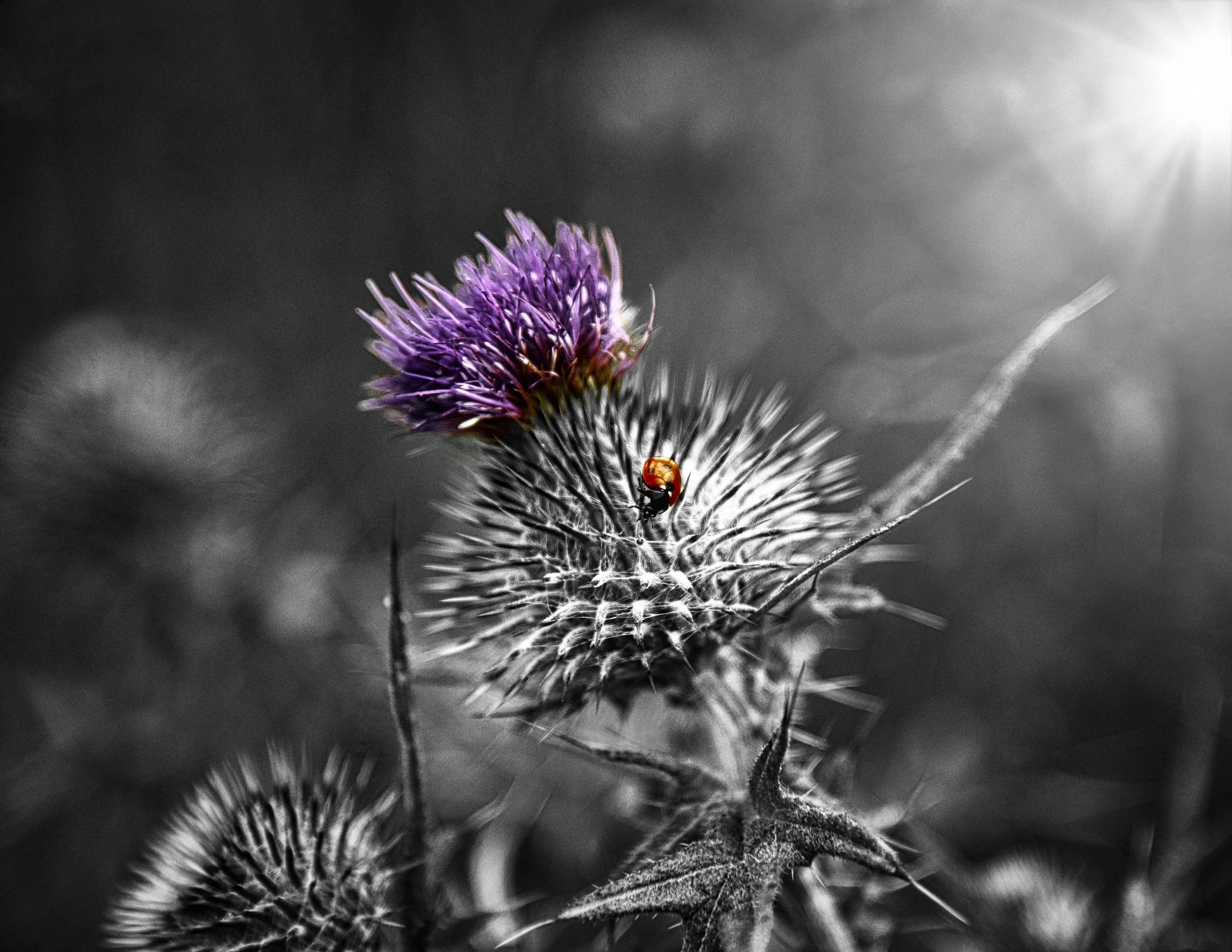 Thistle