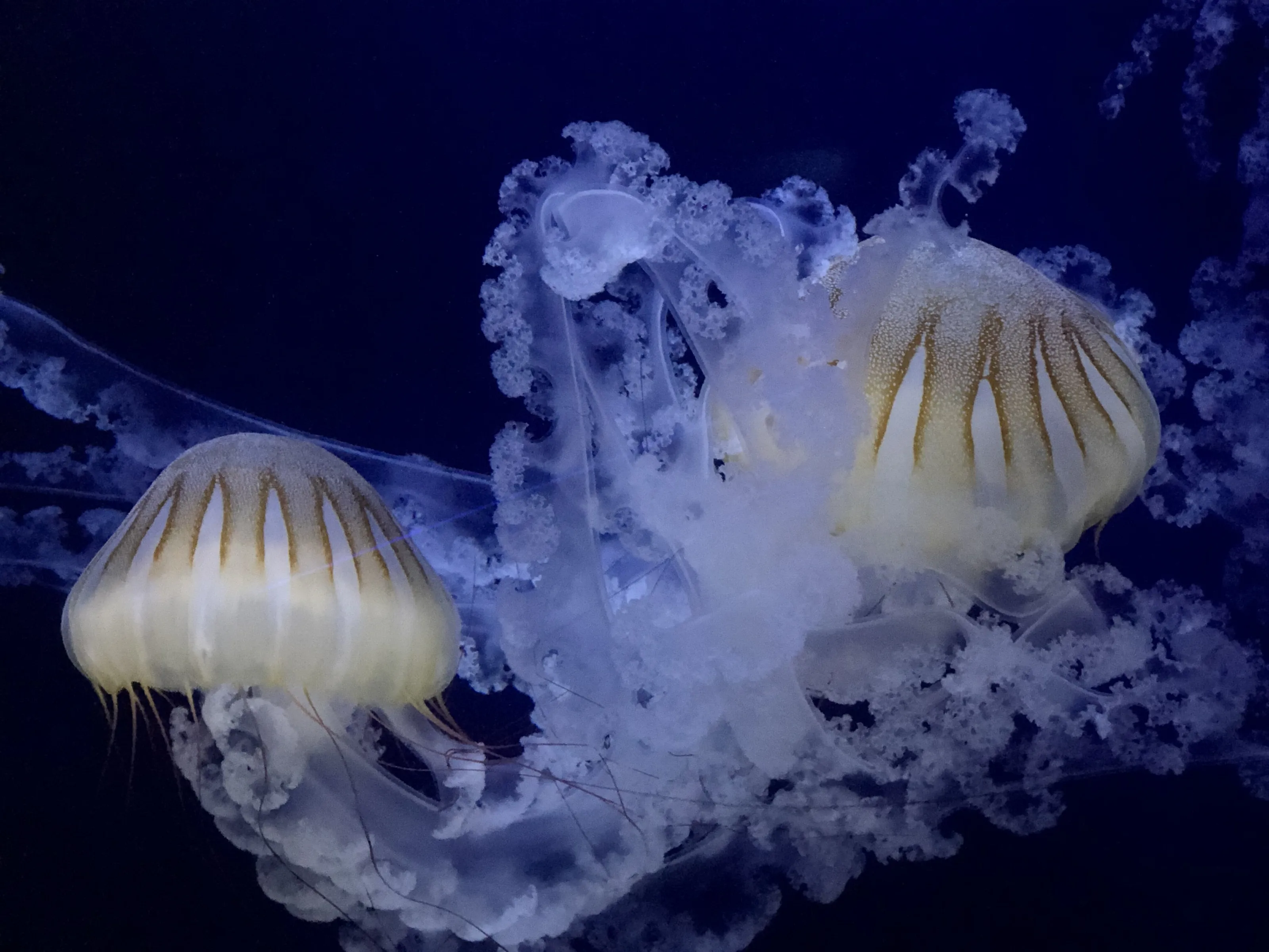 Beautiful Jellyfish