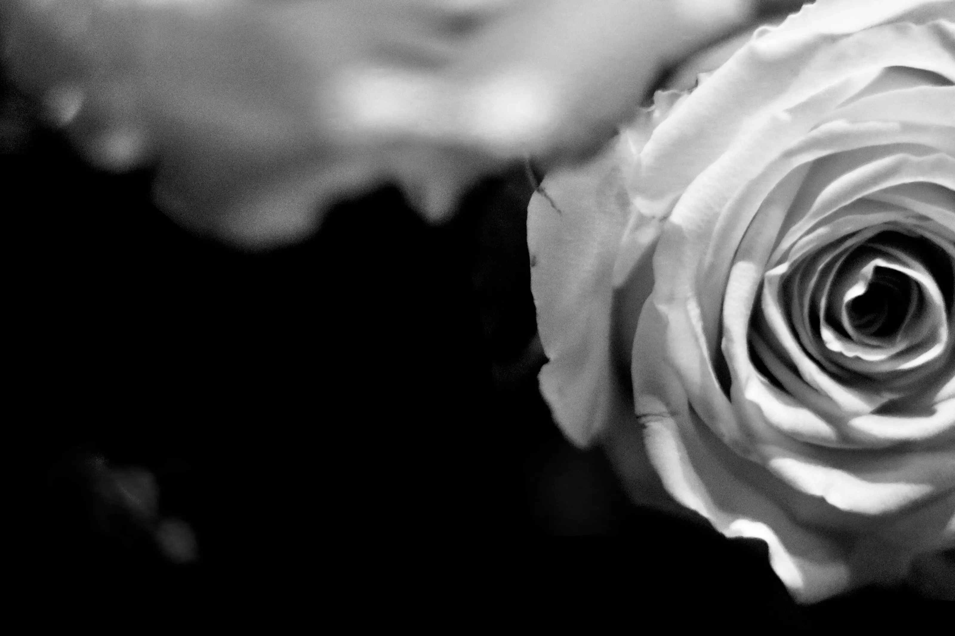 Rose in Black & White