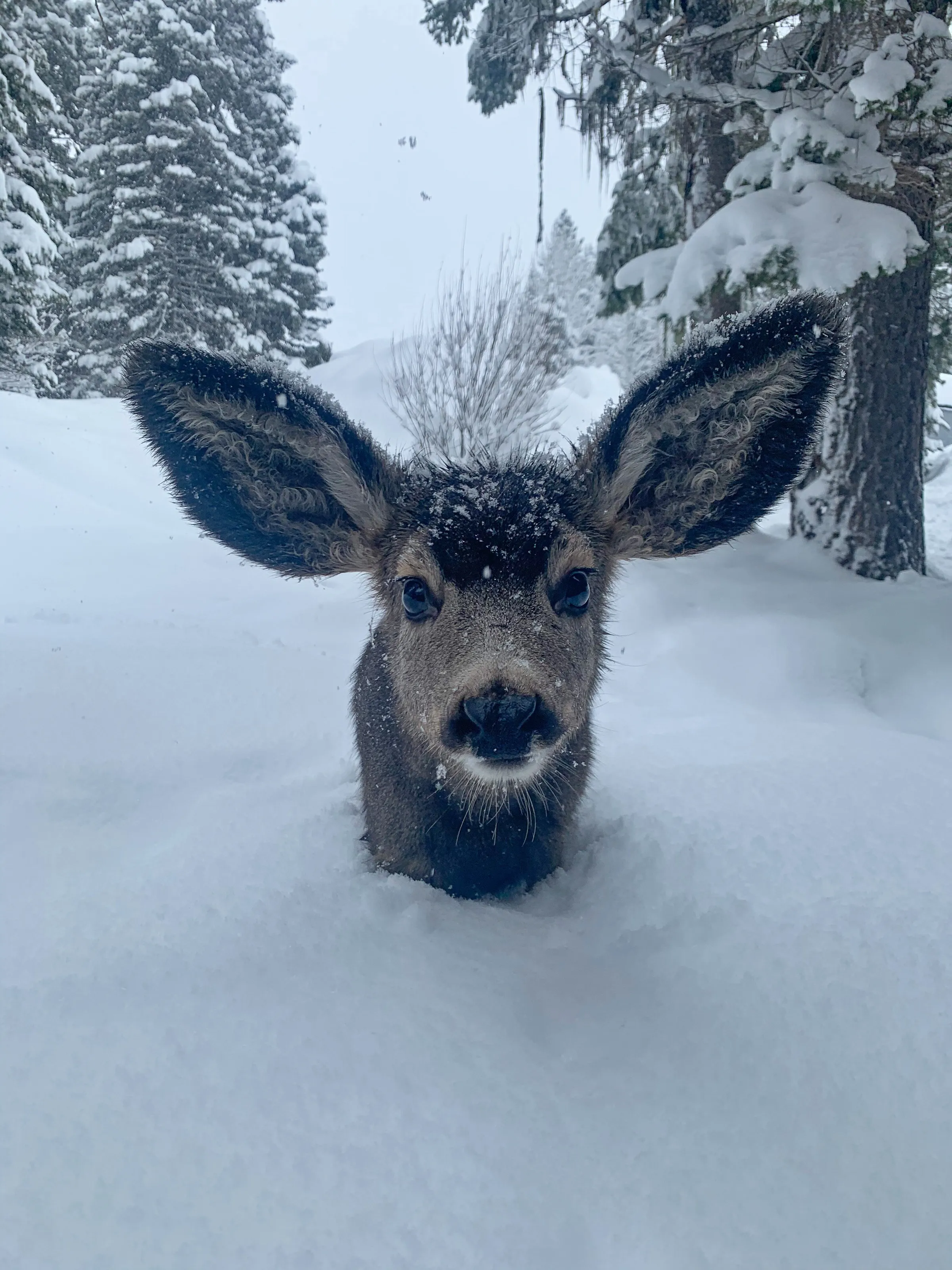My New Friend