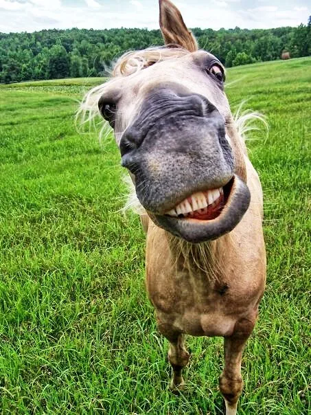 Pleasantly Palomino